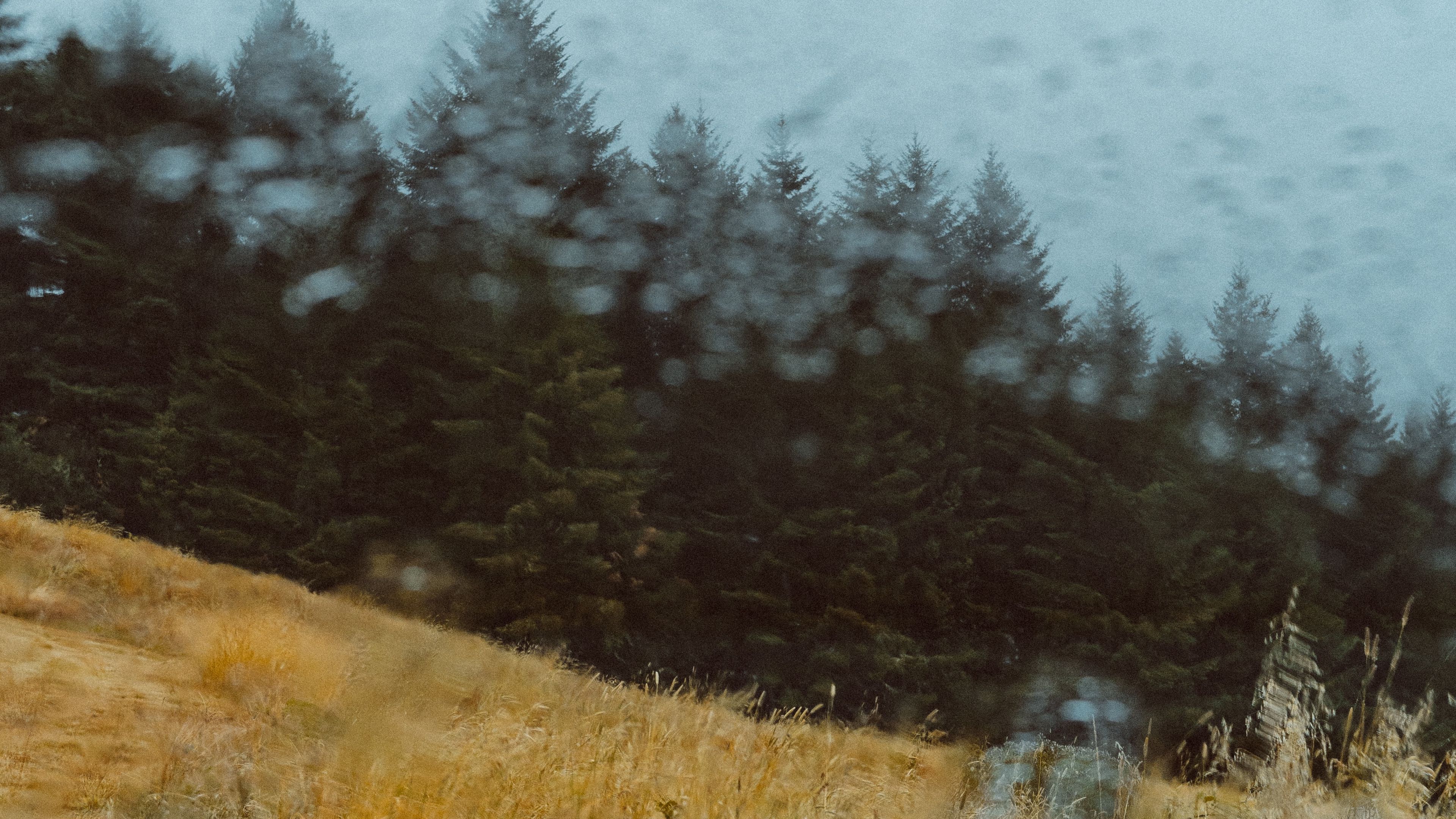 car, forest, view, glass, rain, 4k, HD Wallpaper