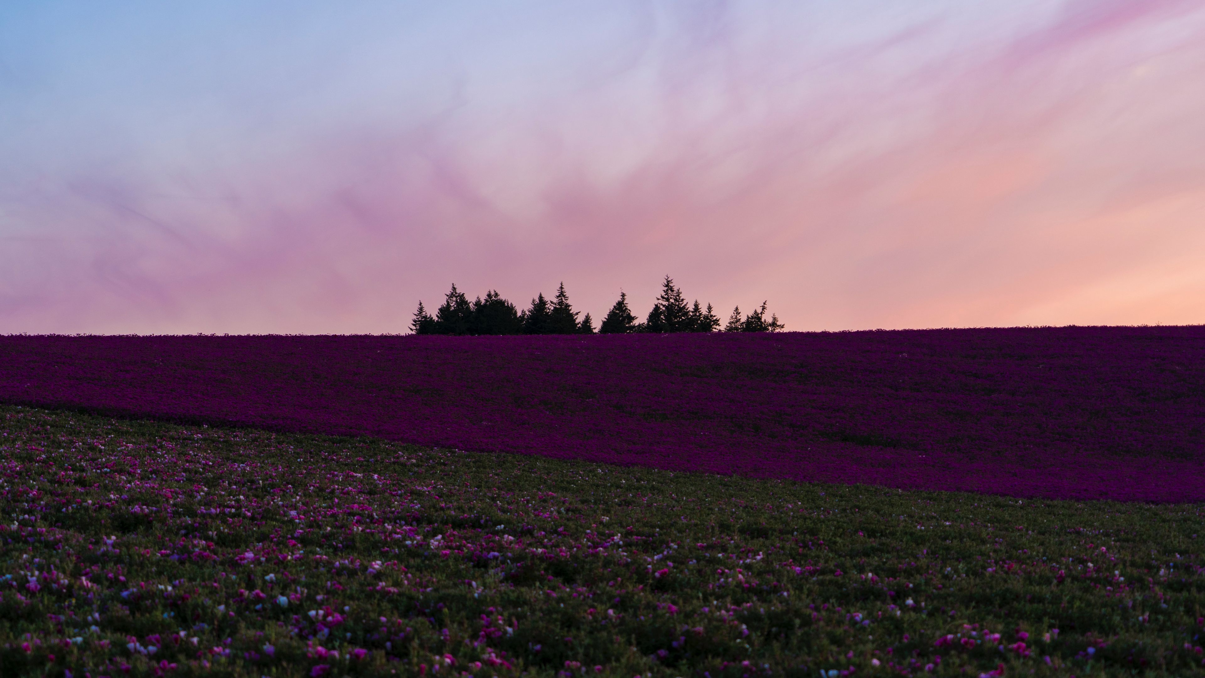 field, flowers, bloom, hill, trees, 4k, HD Wallpaper