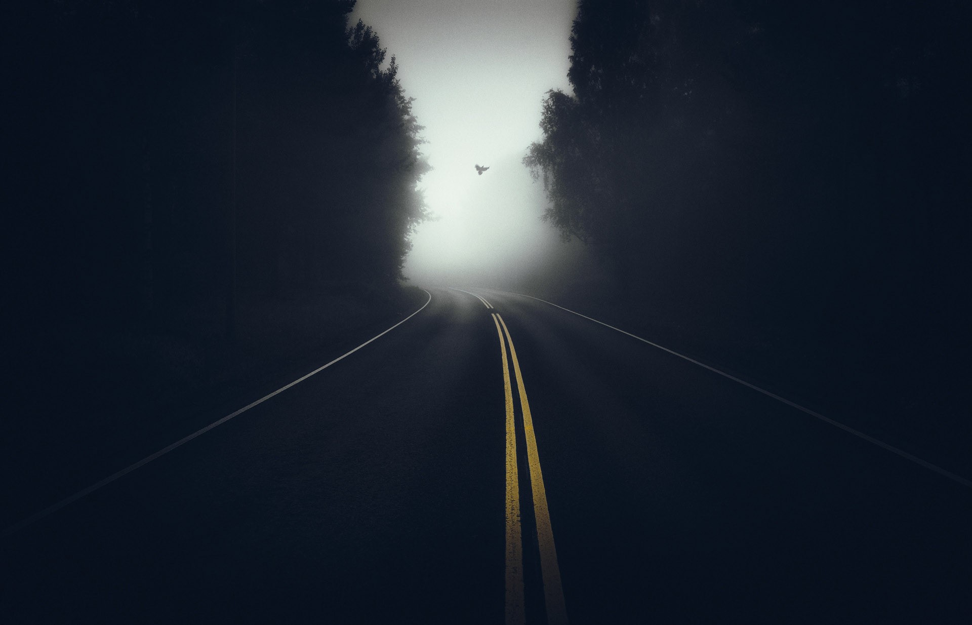 photography, road, trees, forest, mist, dark, birds, empty, lines, flying, HD Wallpaper