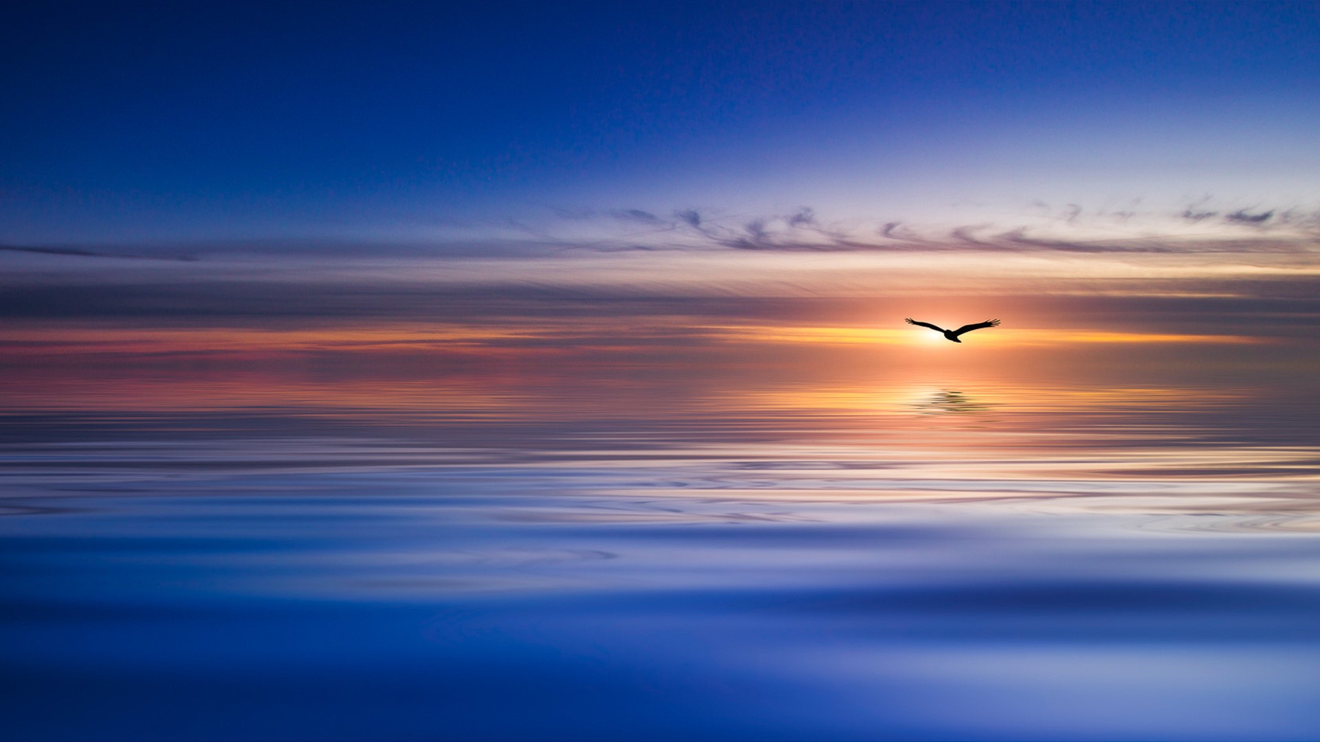 sky, sunlight, birds, blue, HD Wallpaper