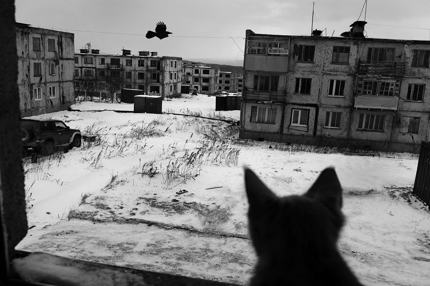 Russia, city, building, cats, monochrome, depressing, HD Wallpaper