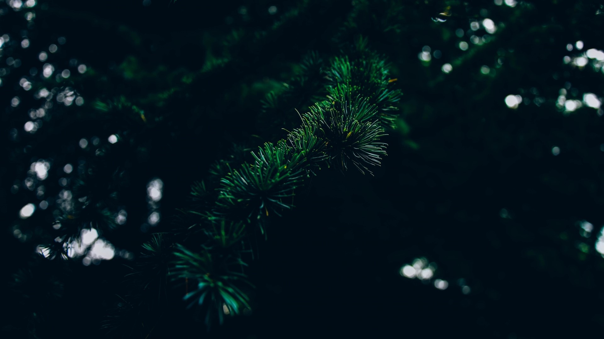 leaves, forest, green, HD Wallpaper