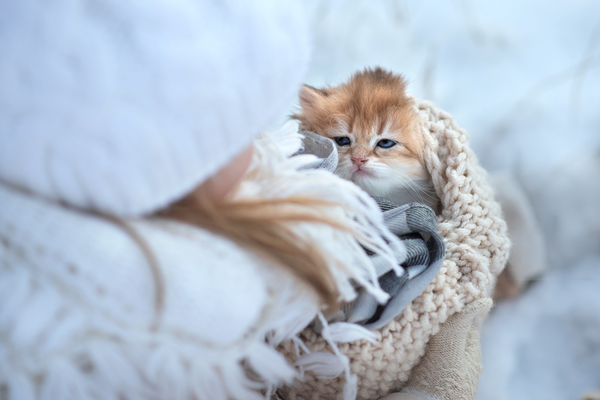 cats, animals, kittens, HD Wallpaper