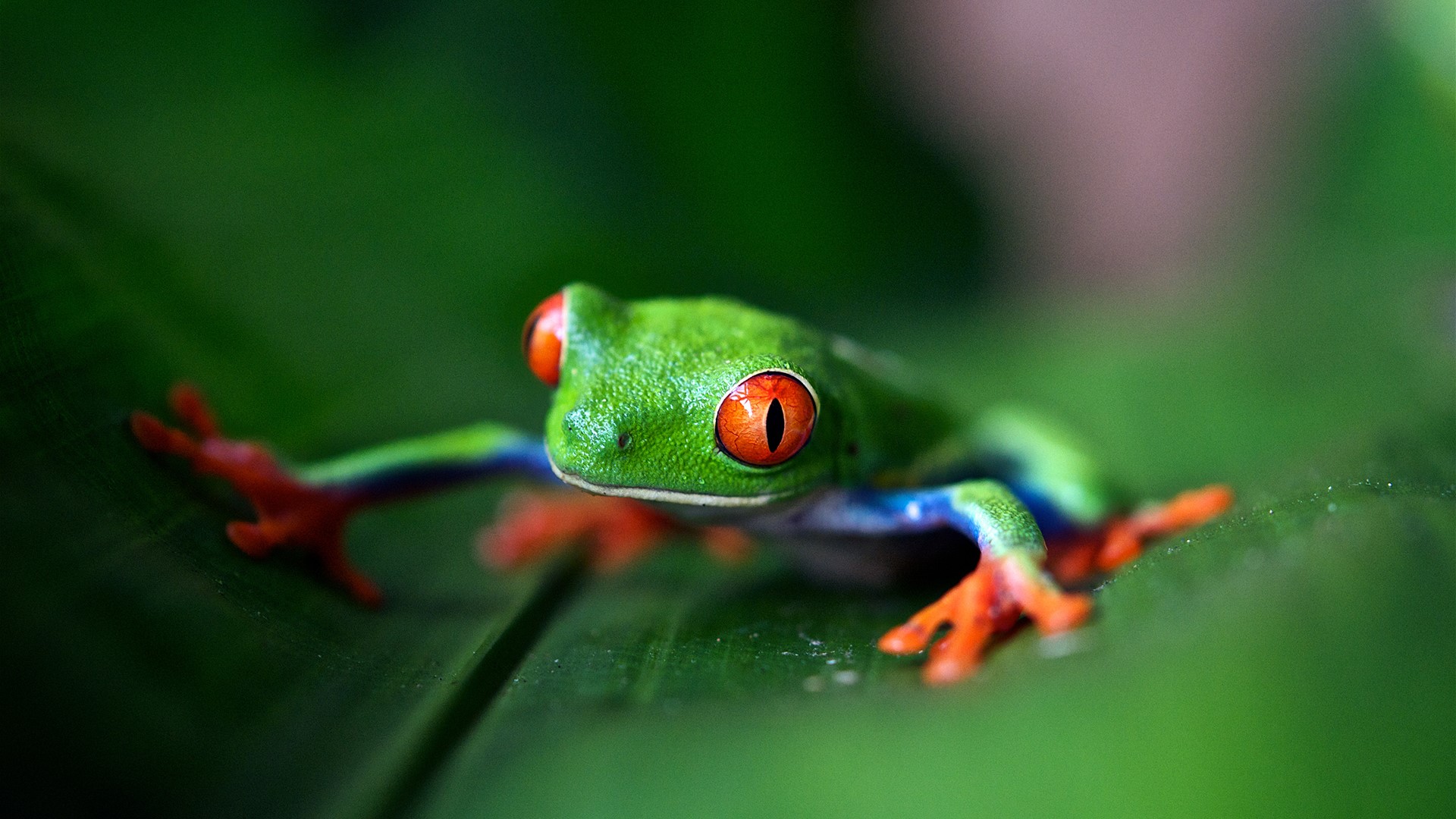 photography, frog, leaves, HD Wallpaper