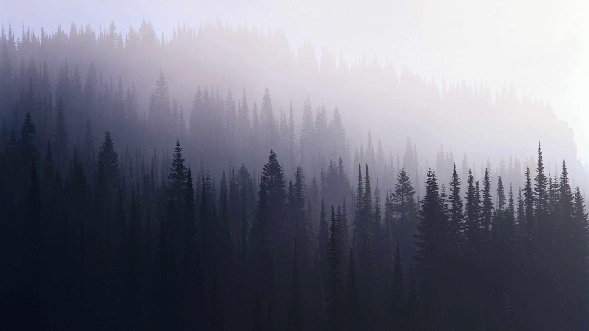 mist, forest, nature, trees, HD Wallpaper