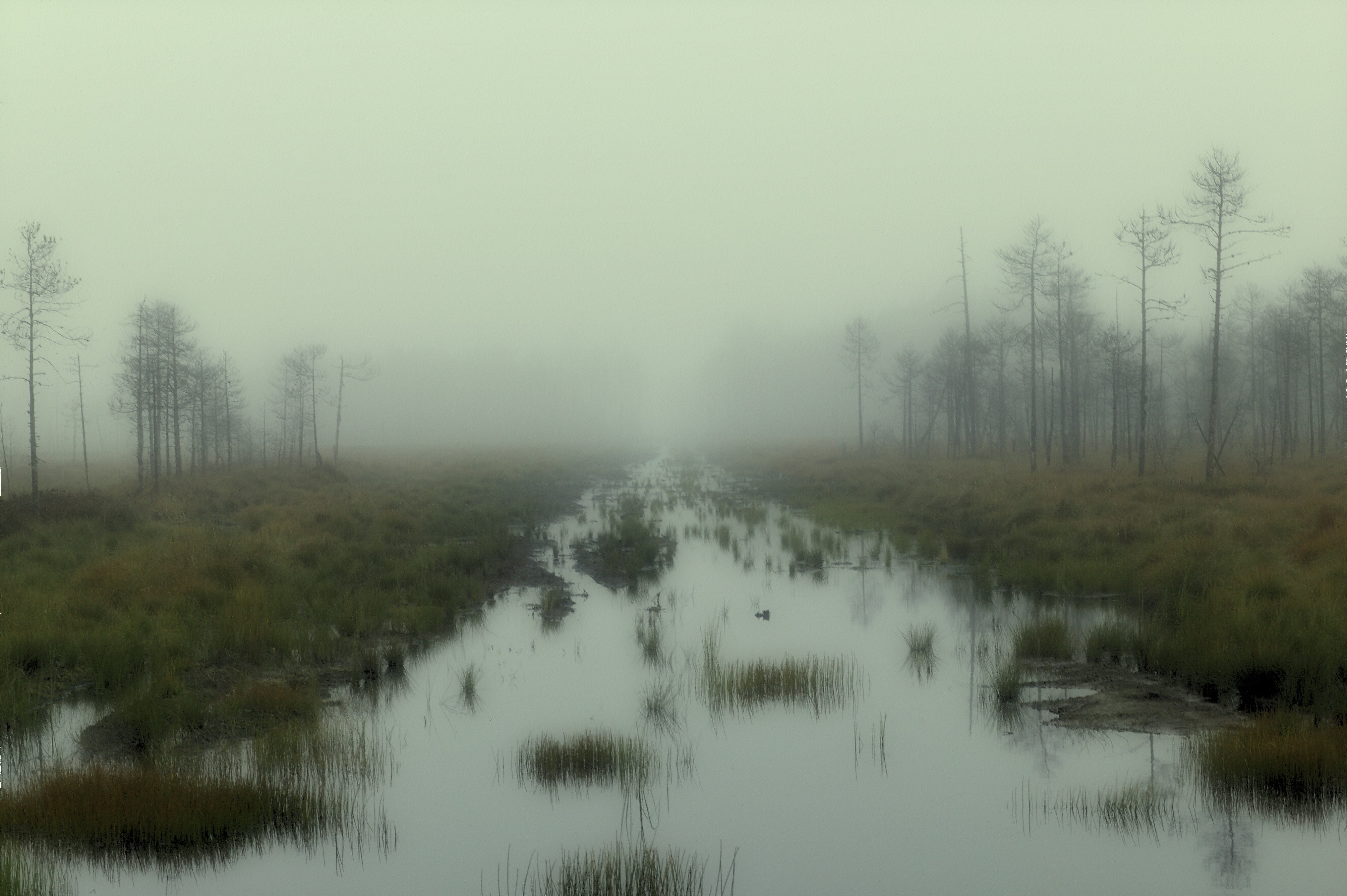 mist, swamp, trees, HD Wallpaper