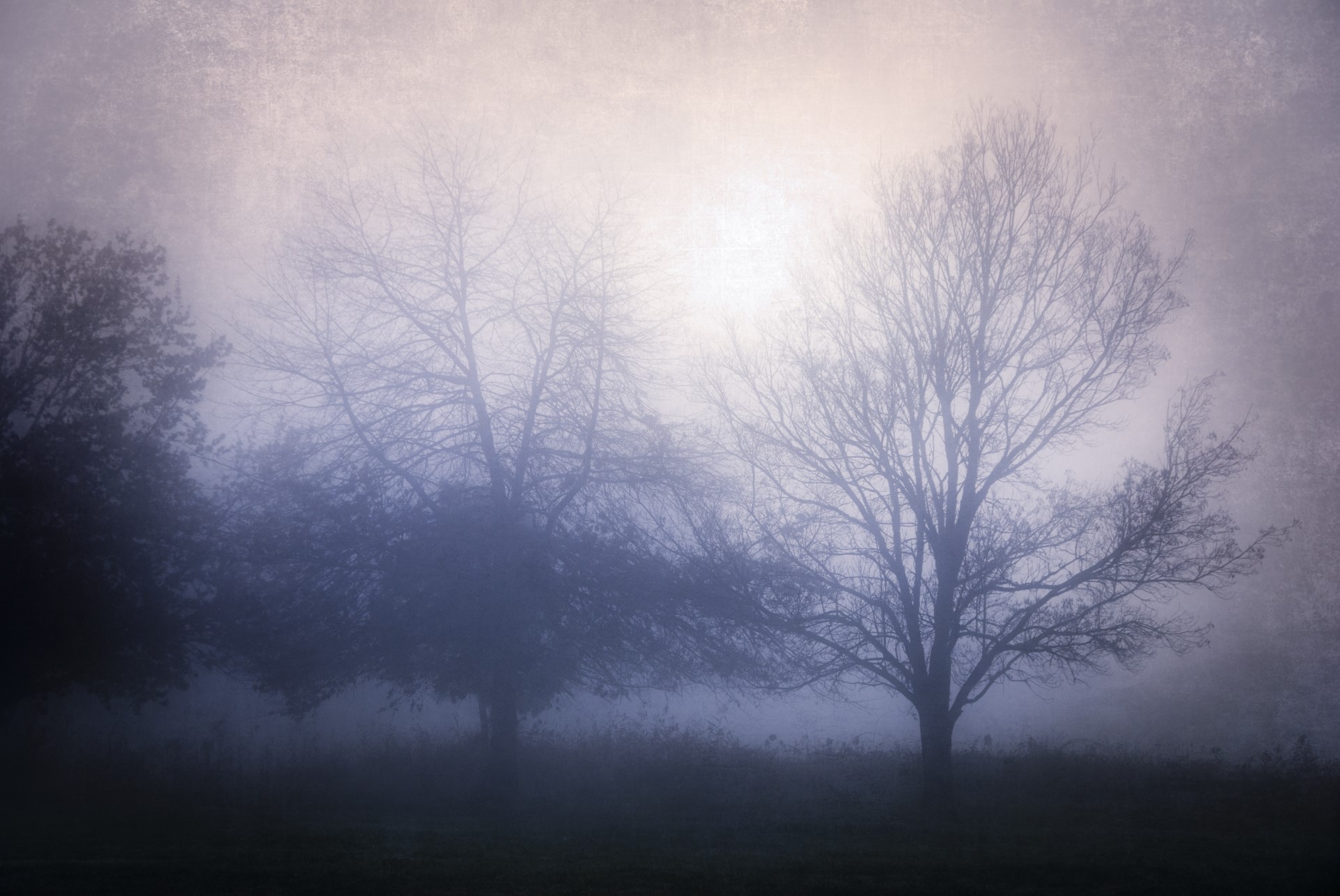 mist, forest, trees, nature, HD Wallpaper