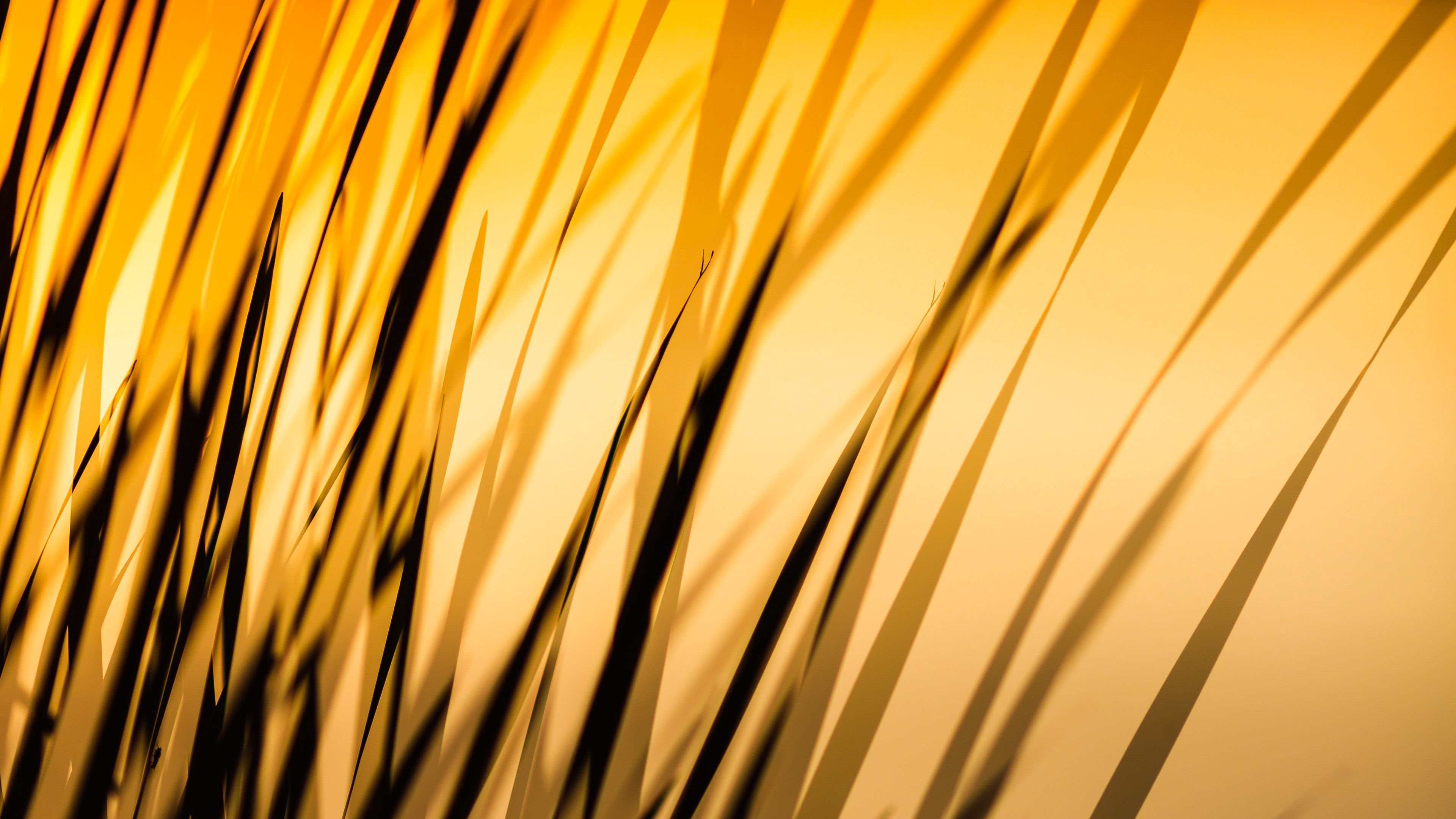 grass, shadow, dark, lines, plant, 4k, HD Wallpaper