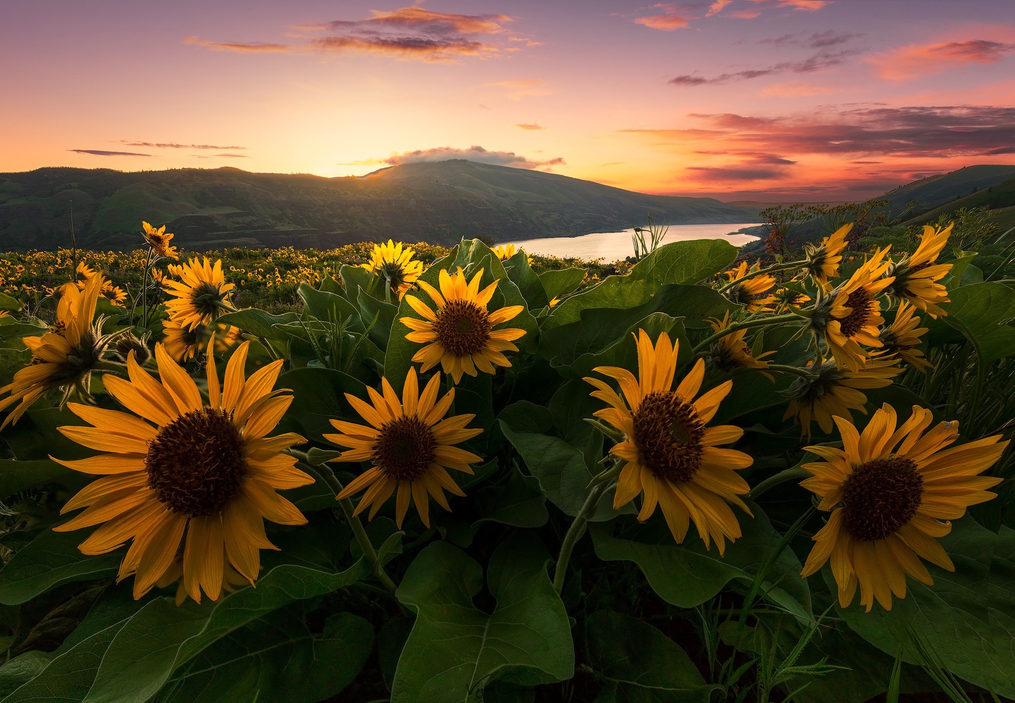 sunlight, sunflowers, flowers, plants, landscape, HD Wallpaper