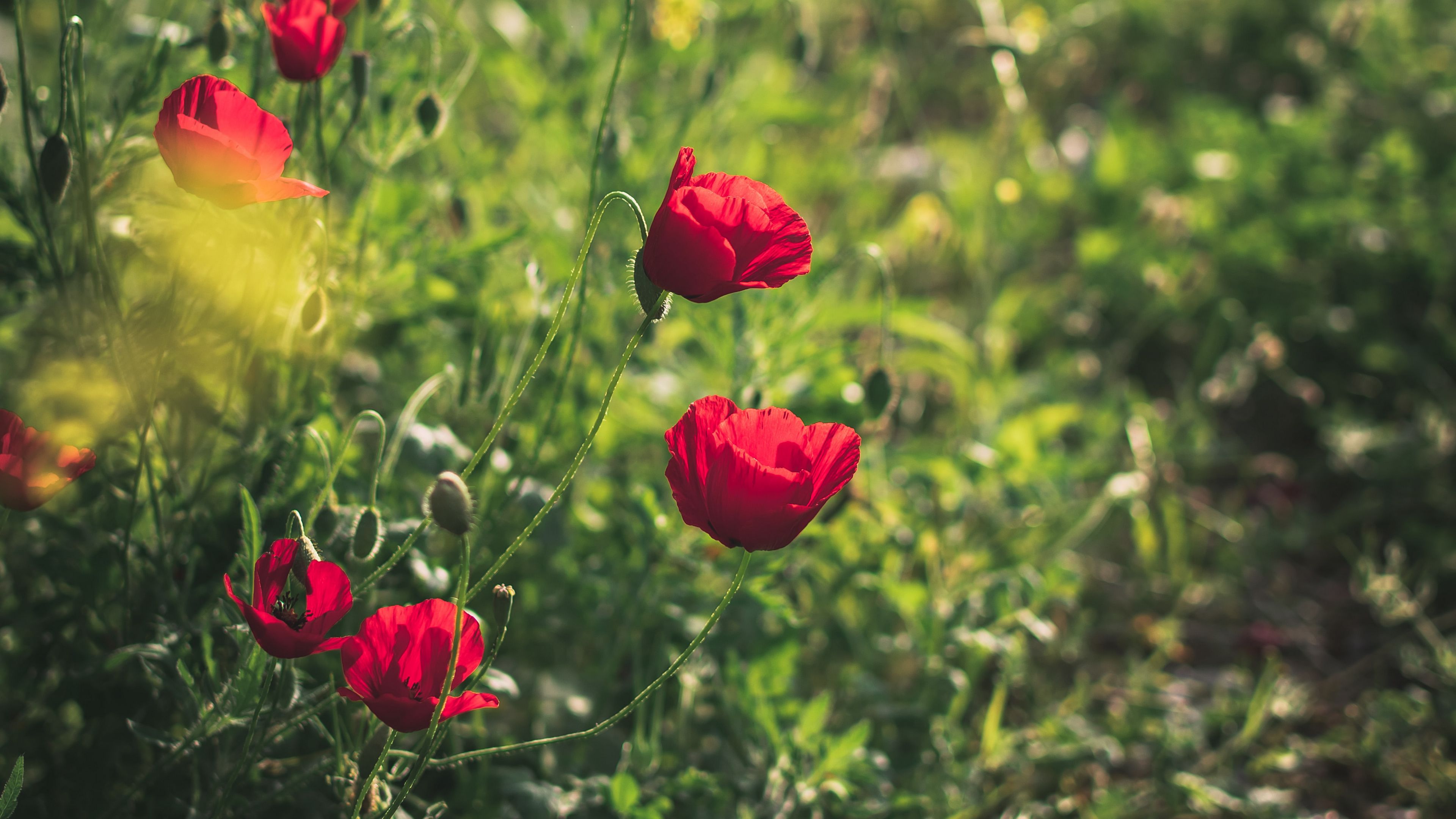 poppies, red, flowers, plant, bloom, 4k, HD Wallpaper