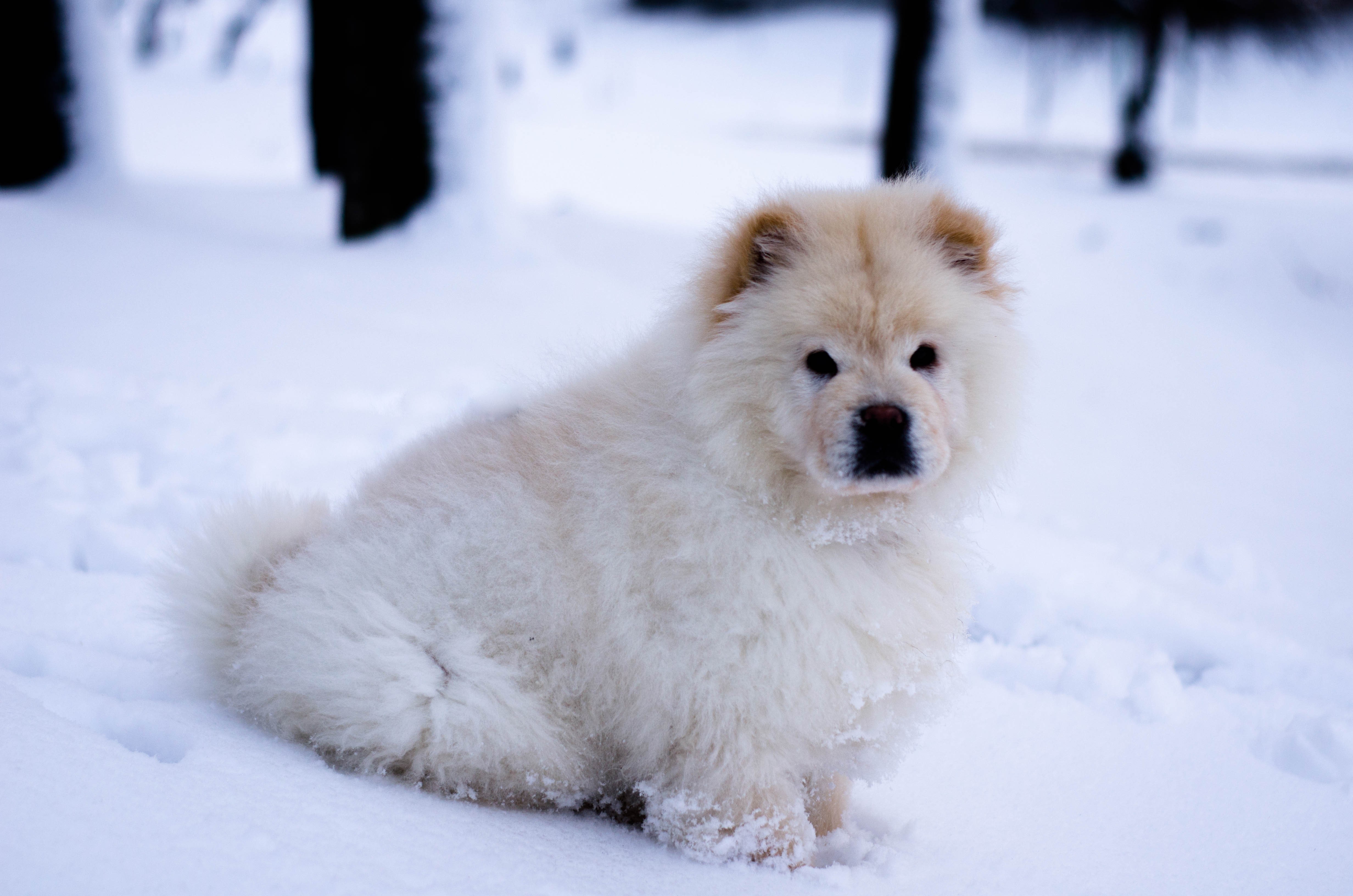 dog, snow, white, good boy, HD Wallpaper