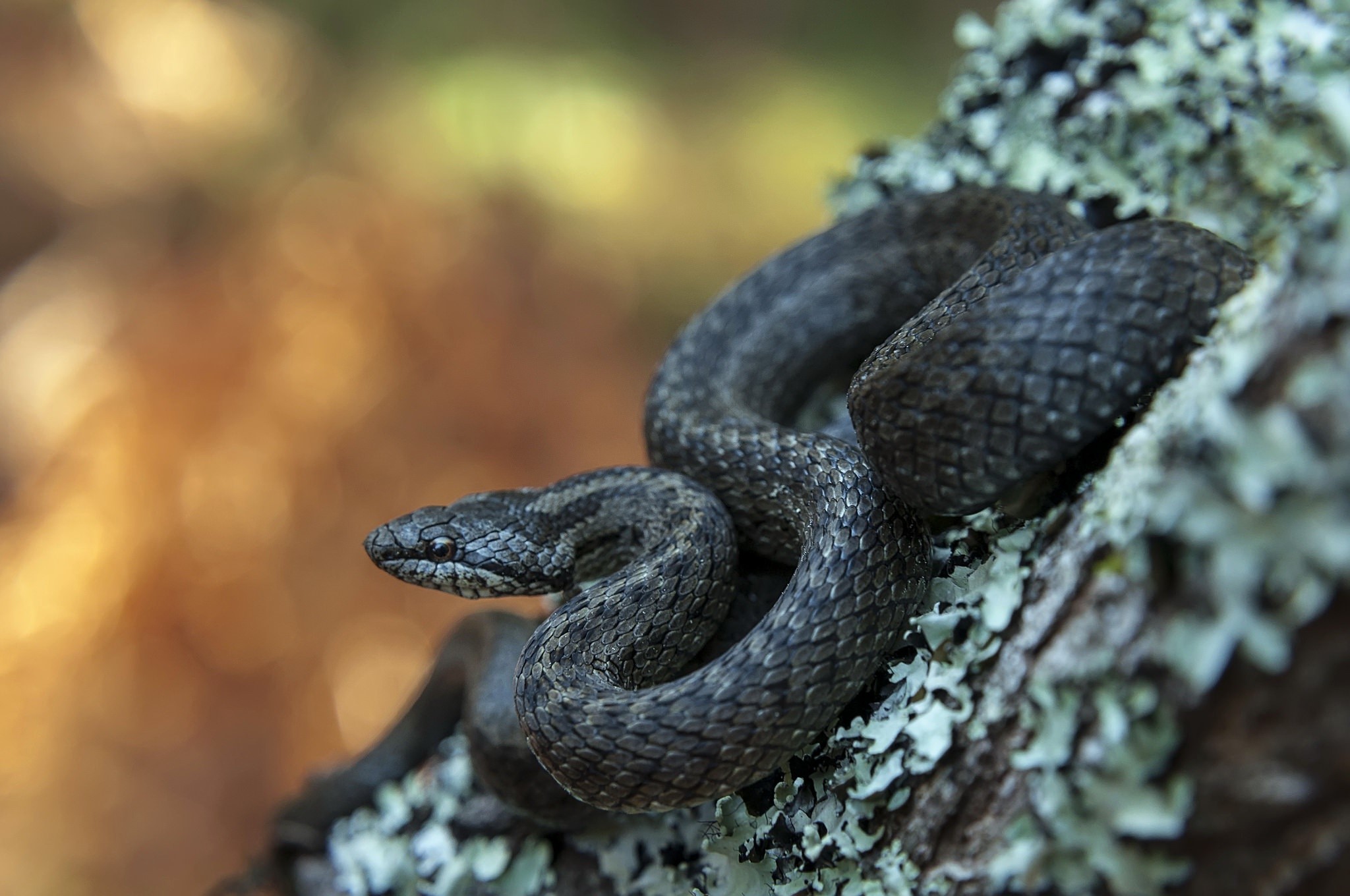 animals, snake, reptiles, outdoors, blurred, HD Wallpaper