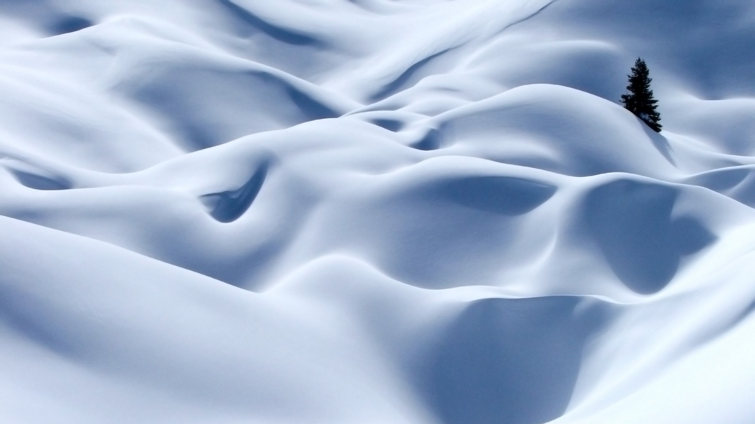 snow, white, pine trees, dunes, winter, HD Wallpaper