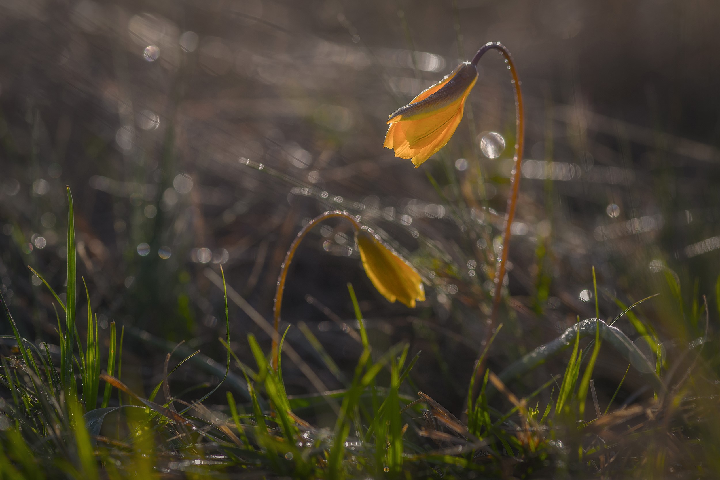 flowers, plants, macro, nature, HD Wallpaper