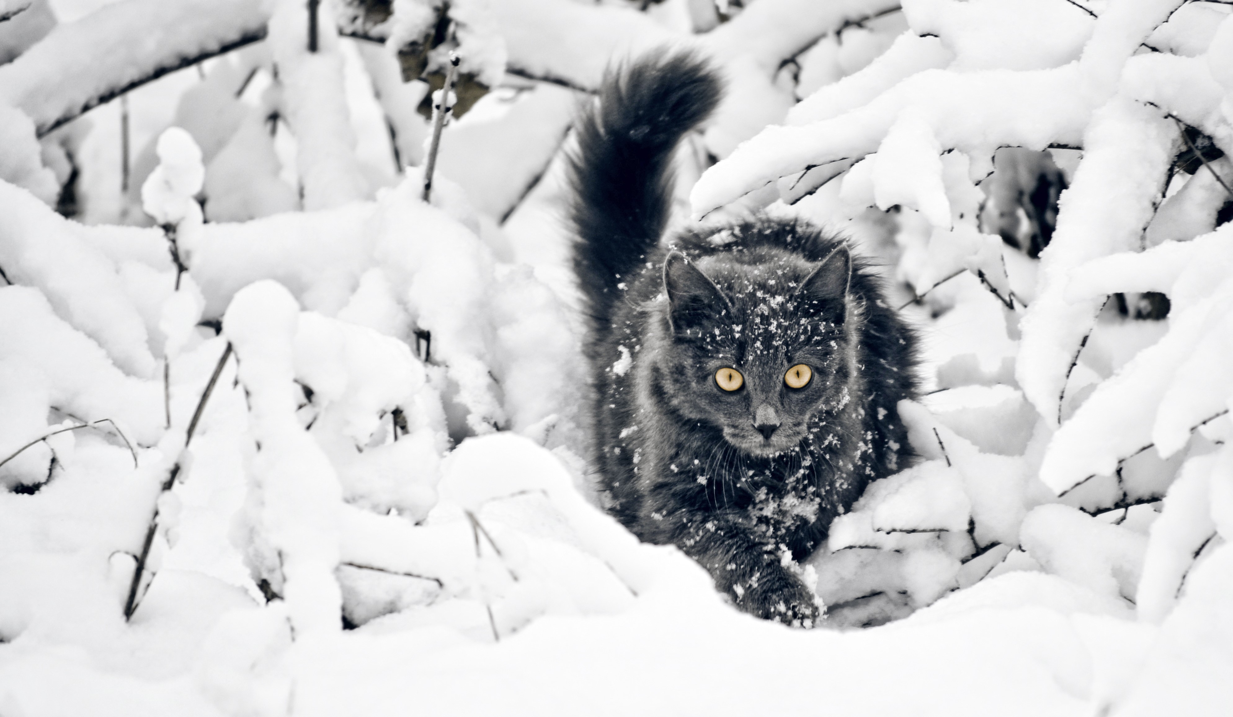 cats, snow, animals, nature, HD Wallpaper