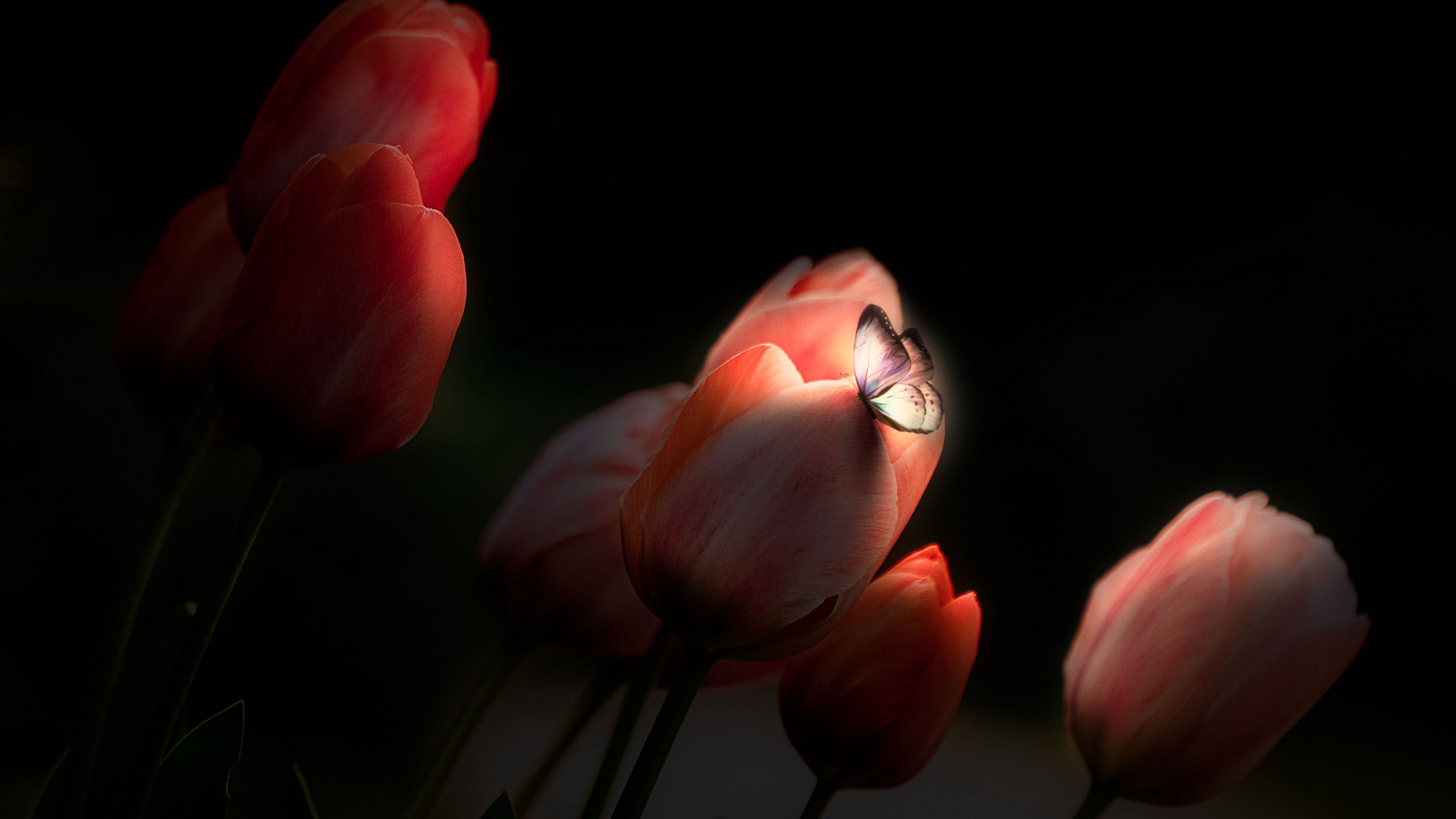 tulips, butterfly, glow, flowers, night, 4k, HD Wallpaper