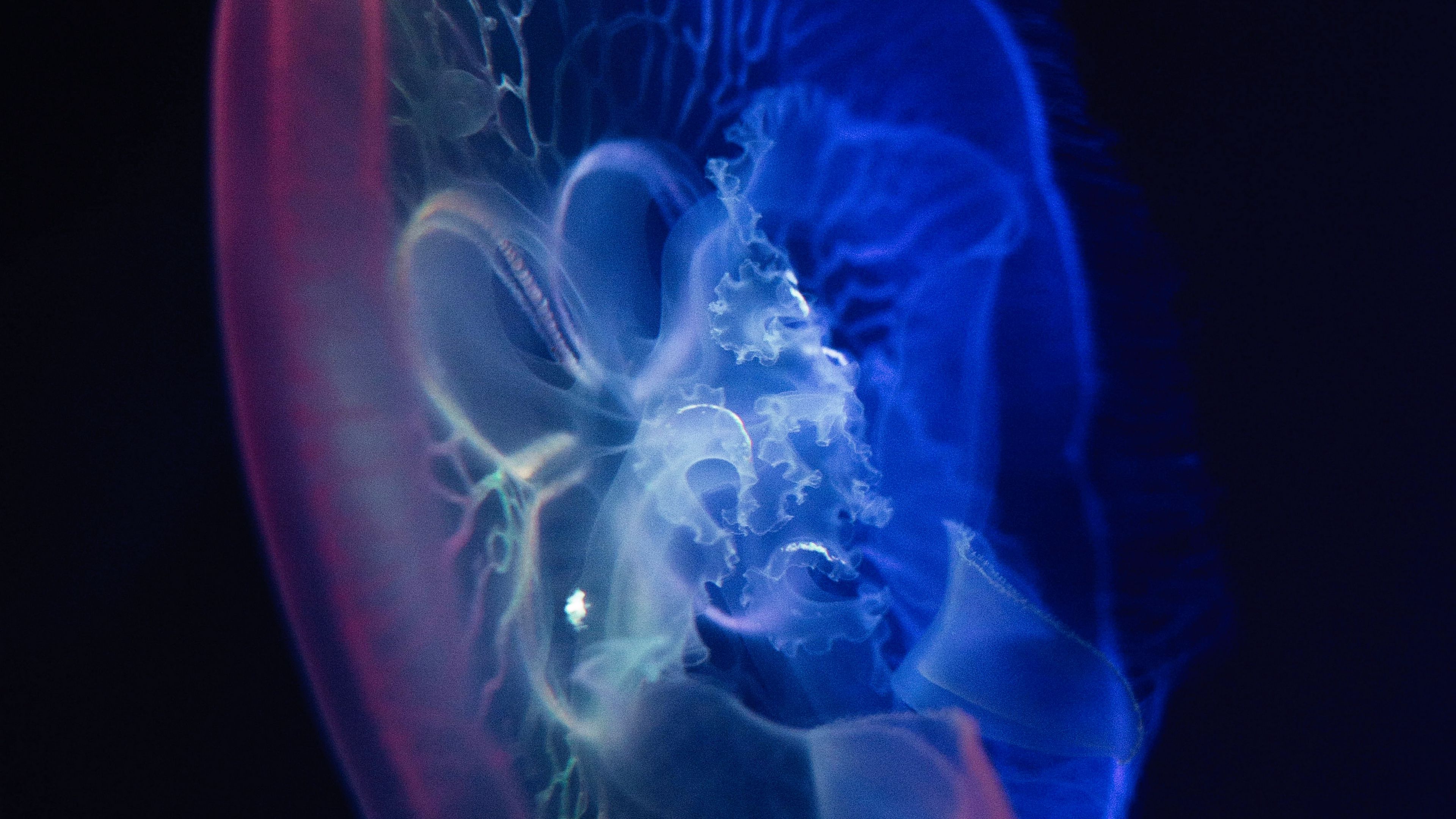 jellyfish, glow, transparent, water, underwater, 4k, HD Wallpaper