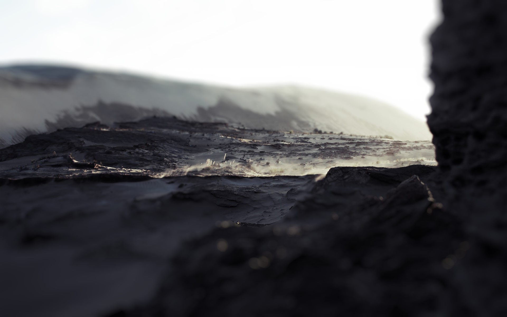 nature, photography, depth of field, HD Wallpaper
