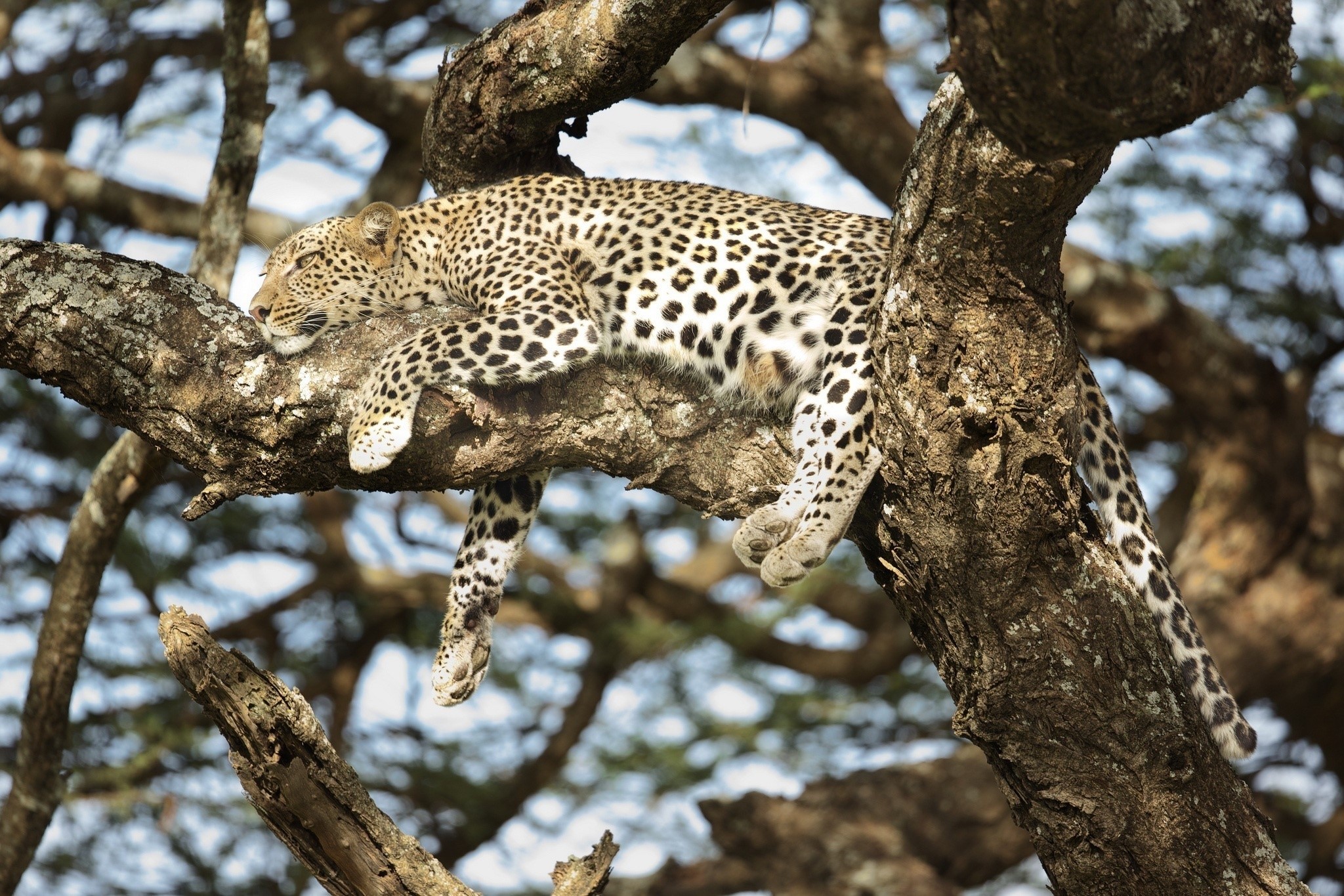 leopard (animal), big cats, animals, HD Wallpaper