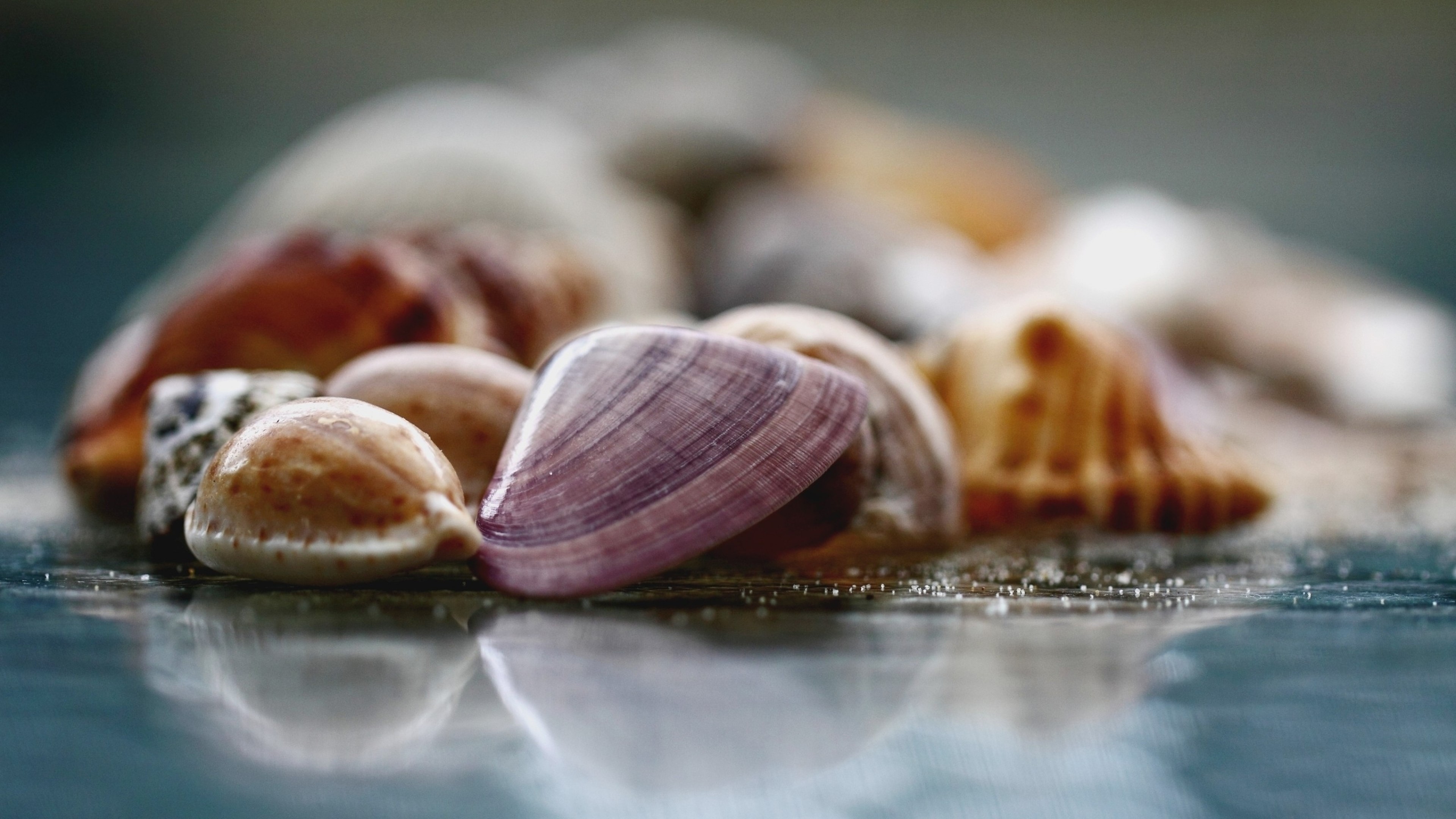 seashells, colorful, photography, beach, blurred, HD Wallpaper
