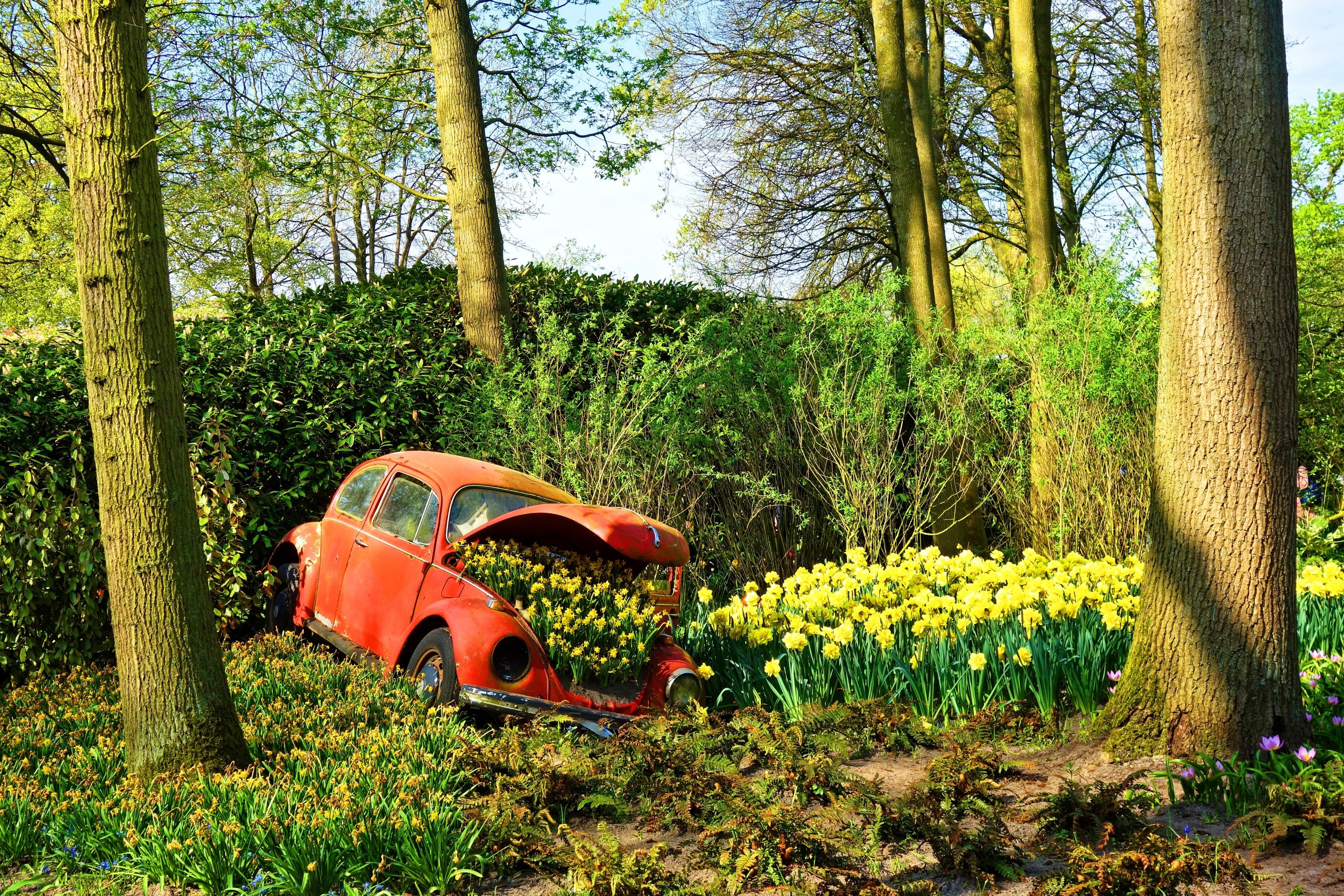 car, vehicle, wreck, Volkswagen Beetle, HD Wallpaper