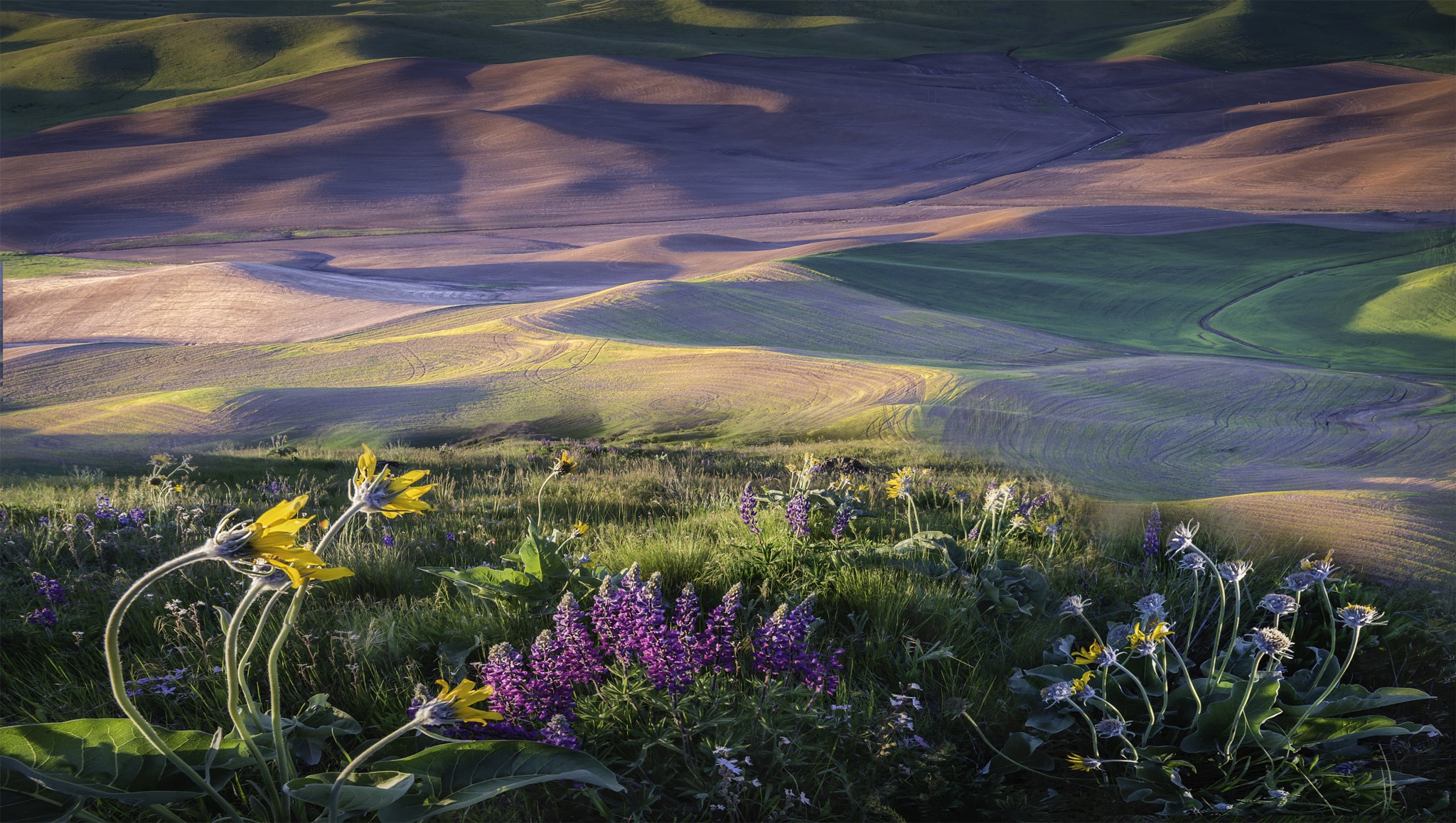 nature, landscape, flowers, plants, HD Wallpaper