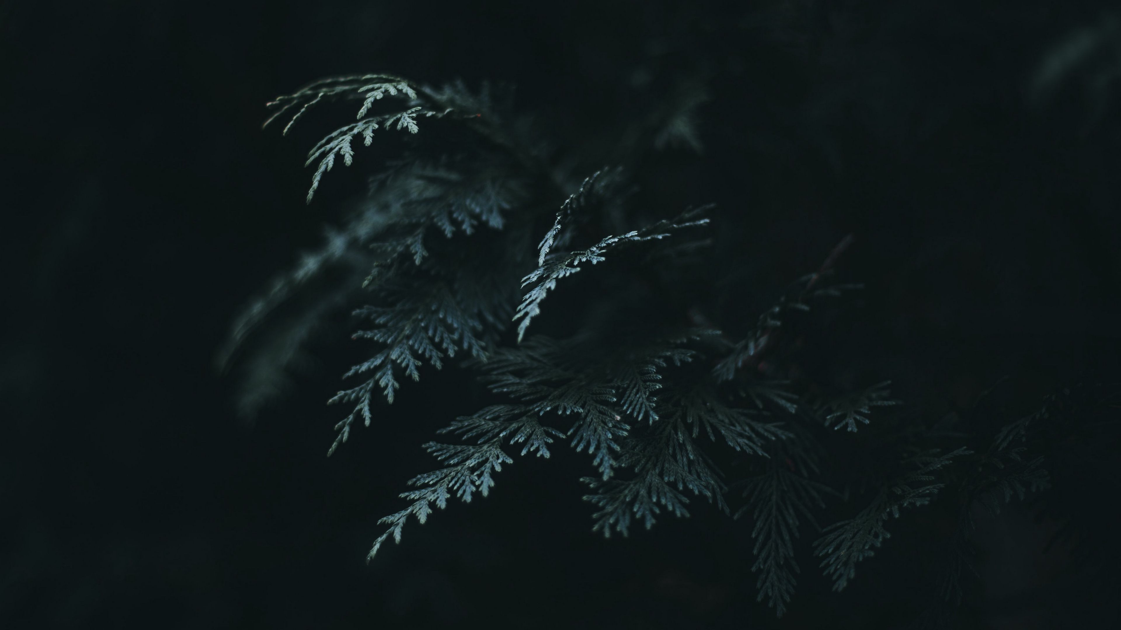 branch, thuja, needles, dark, green, 4k, HD Wallpaper
