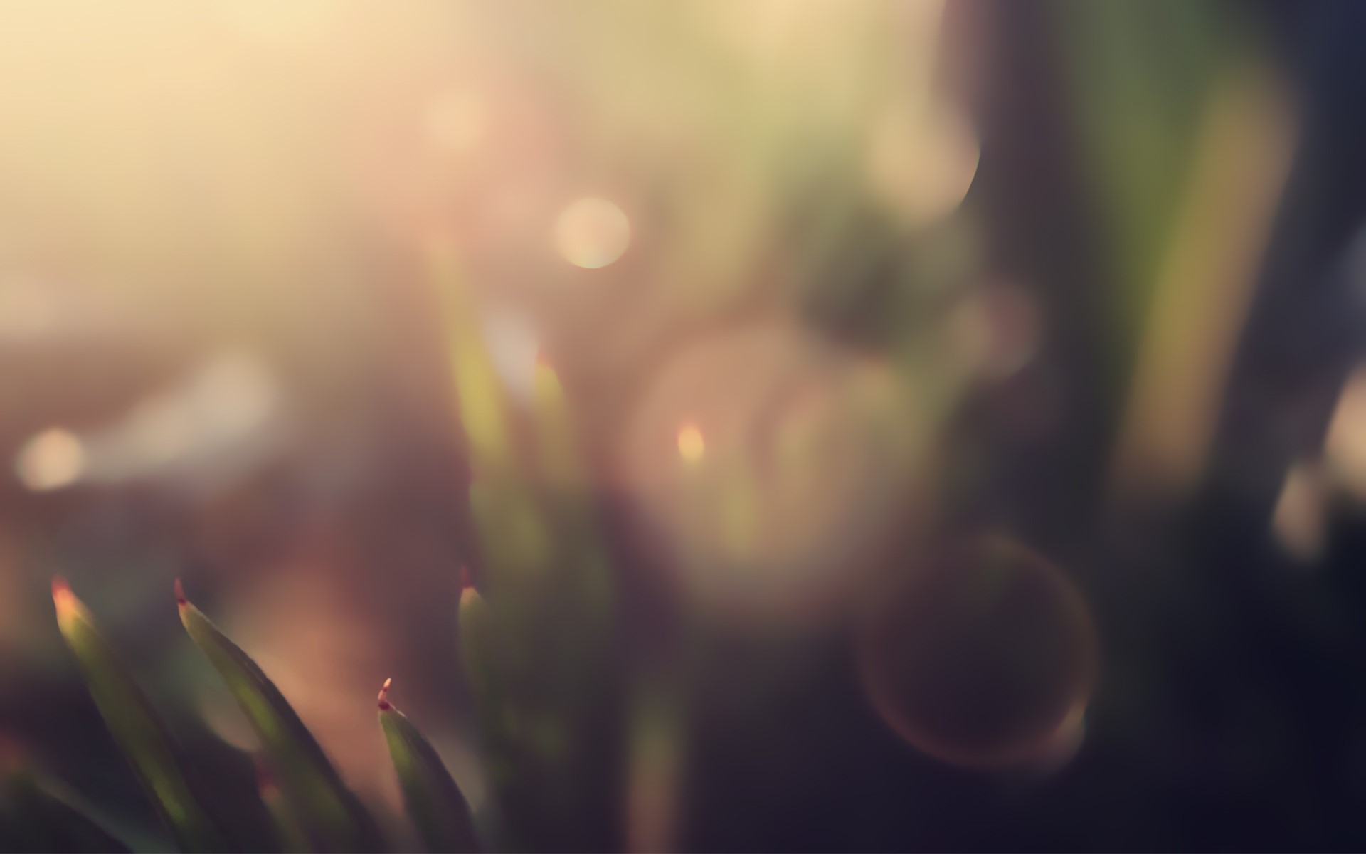 nature, closeup, macro, plants, bokeh, HD Wallpaper