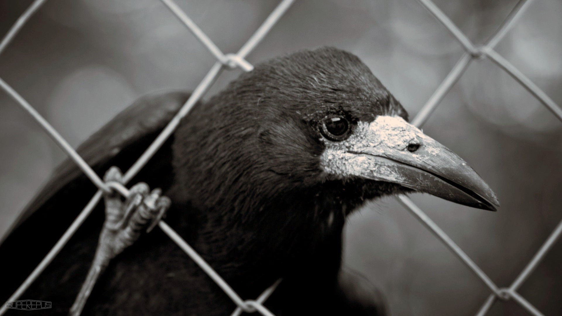photography, animals, birds, beak, HD Wallpaper