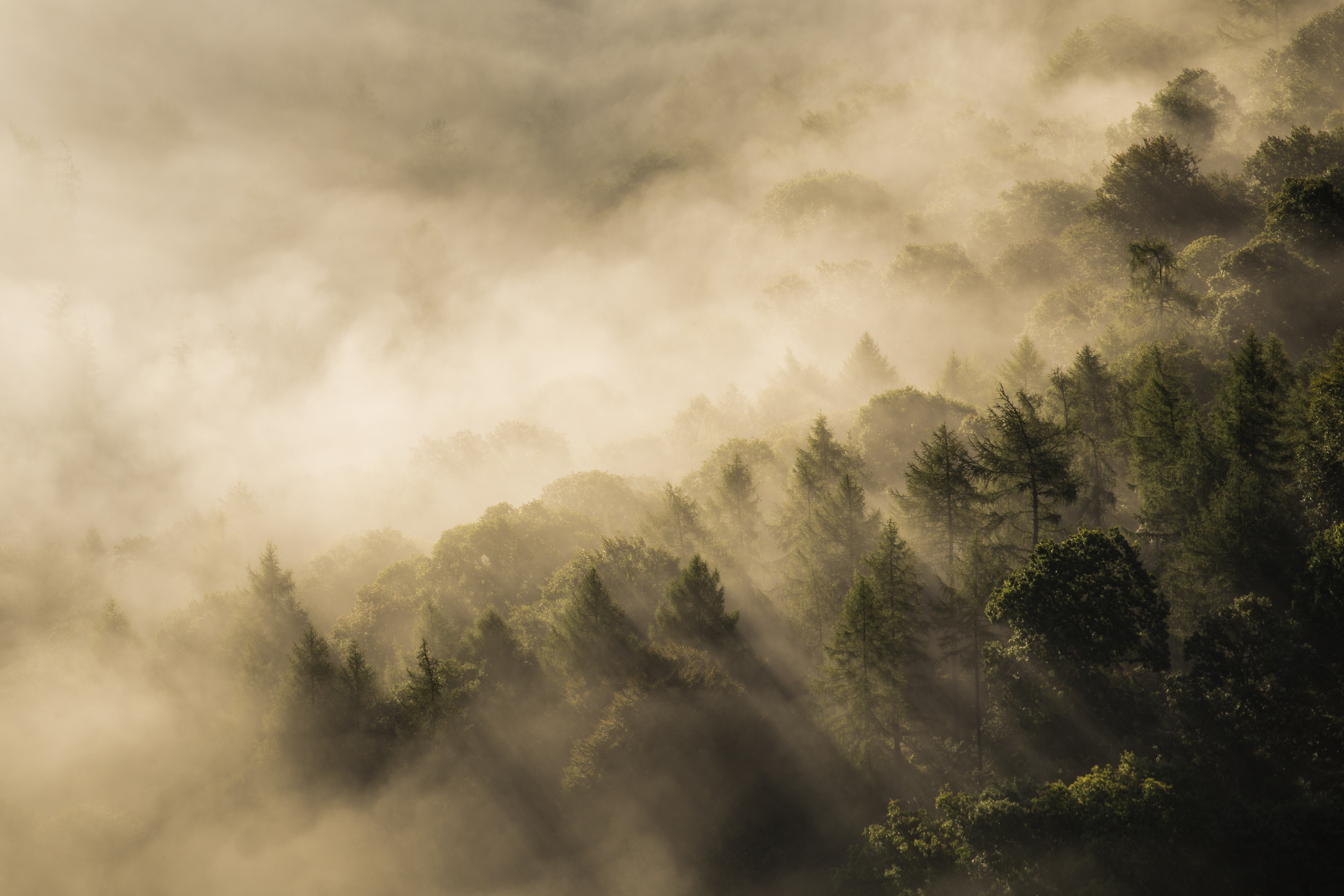 forest, UK, mist, landscape, nature, sun rays, HD Wallpaper