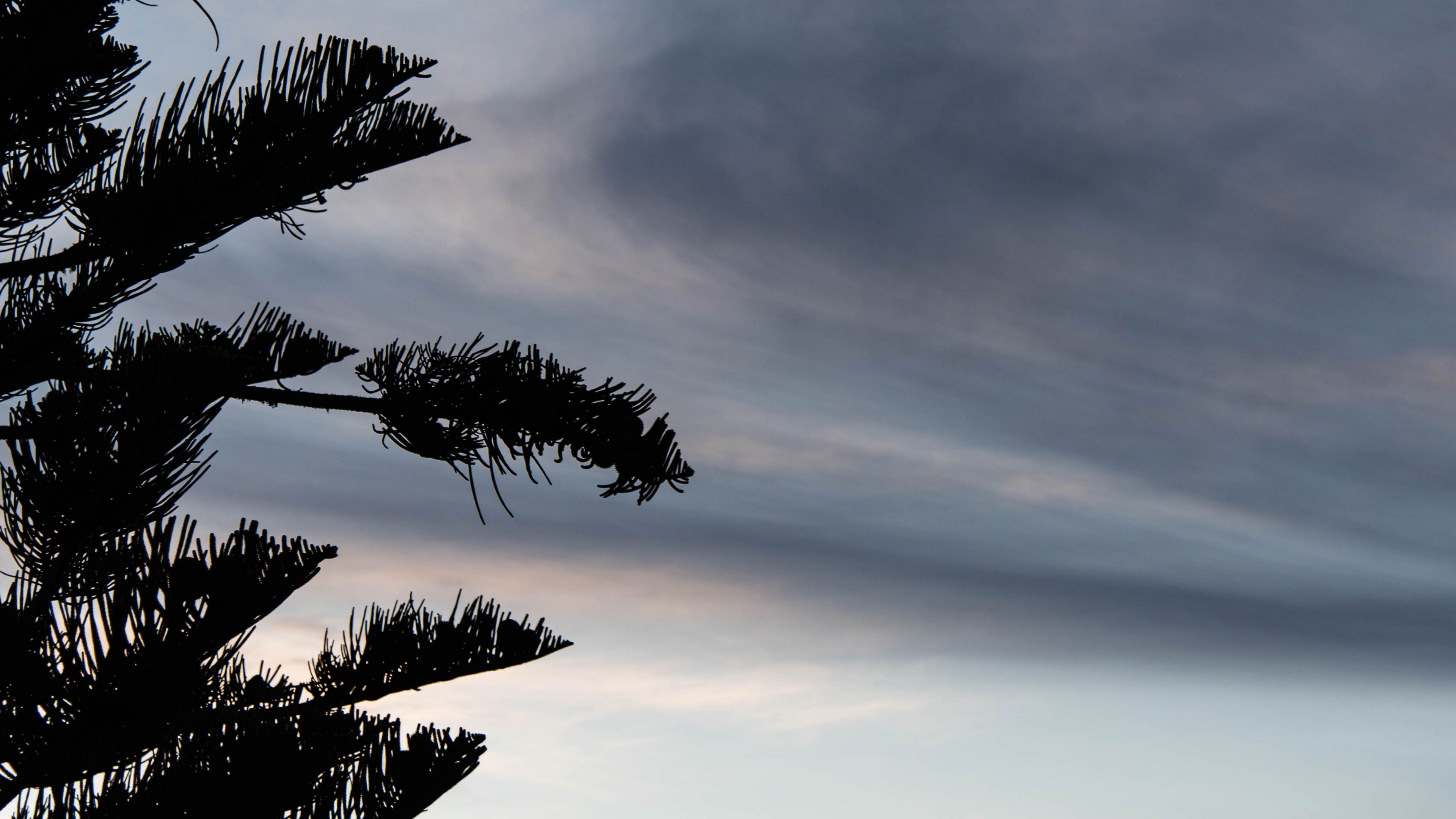 tree, silhouette, dusk, dark, 4k, HD Wallpaper