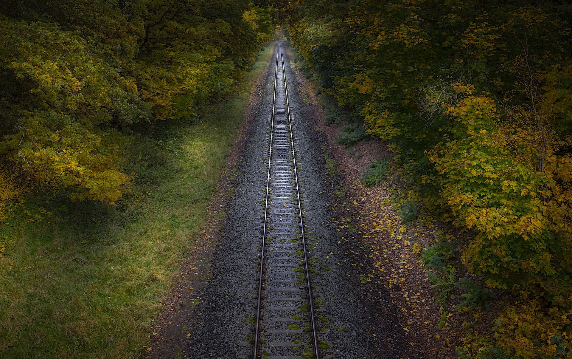 railway, green, plants, gravel, forest, HD Wallpaper