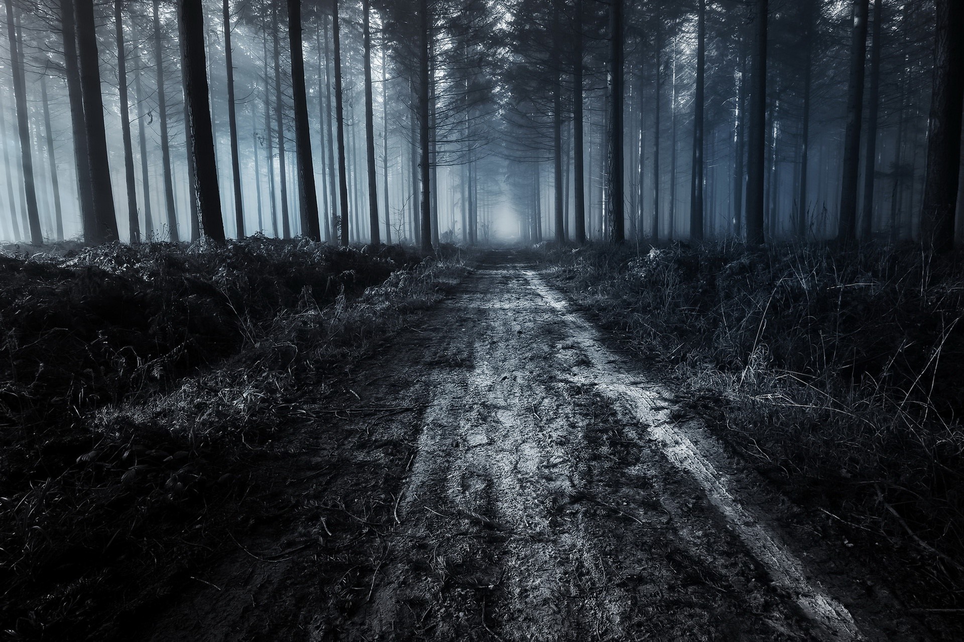 dark, forest, dirt road, trees, nature, HD Wallpaper