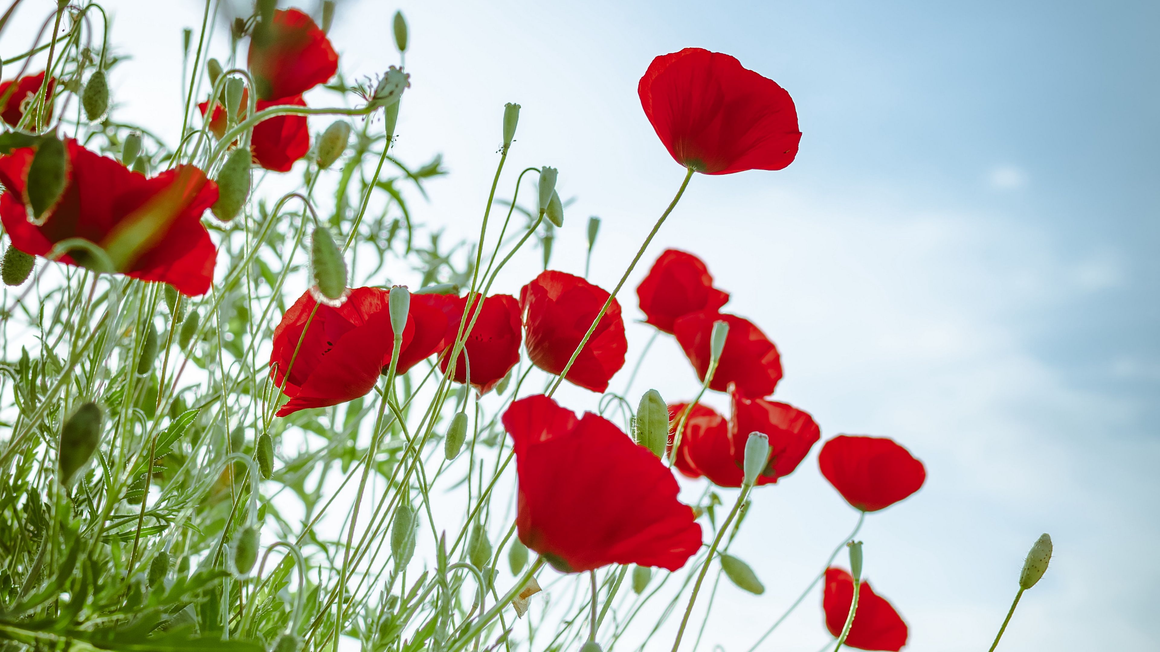 poppies, flowers, red, plant, bloom, 4k, HD Wallpaper