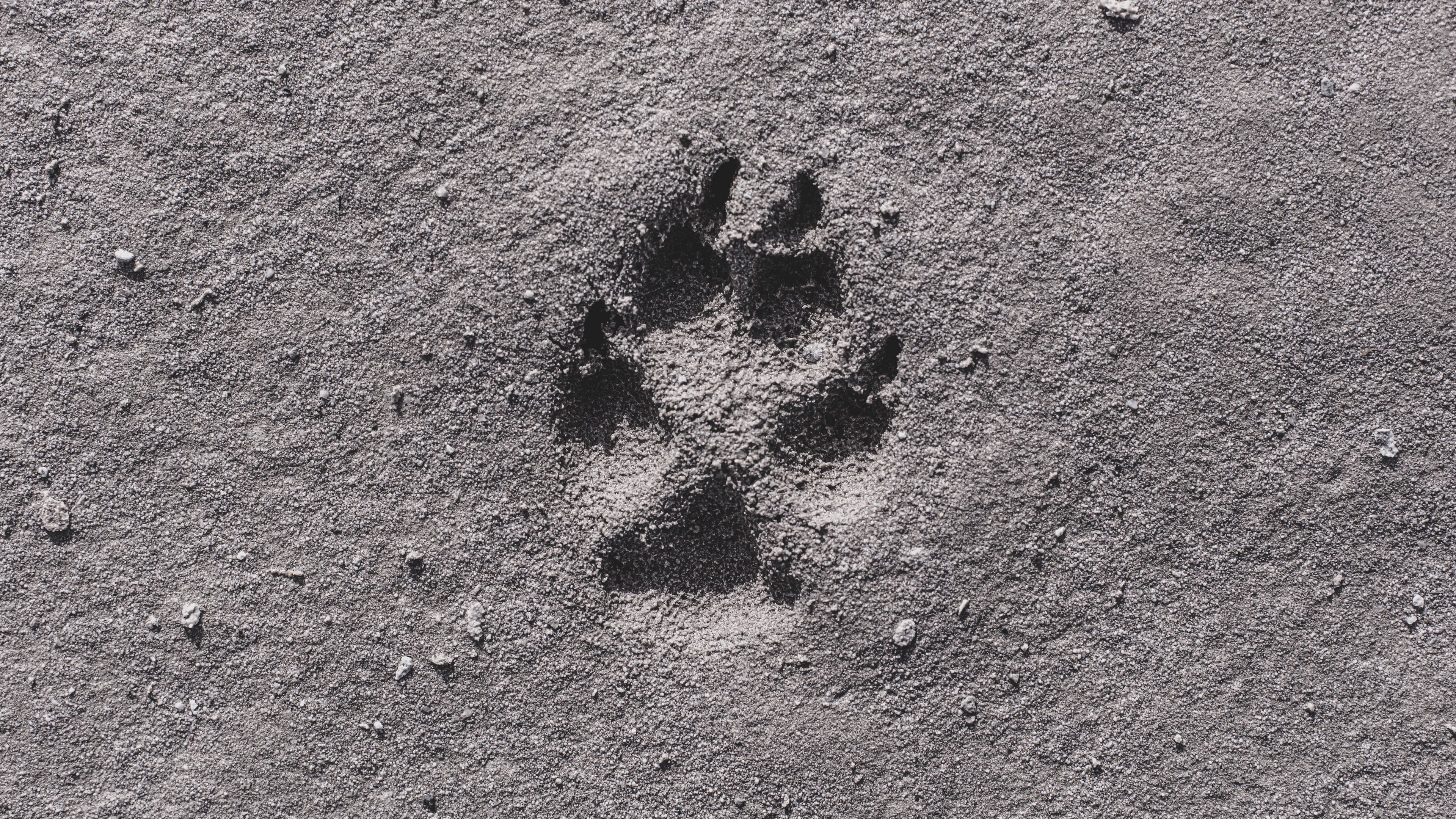 footprint, sand, bw, closeup, 4k, HD Wallpaper