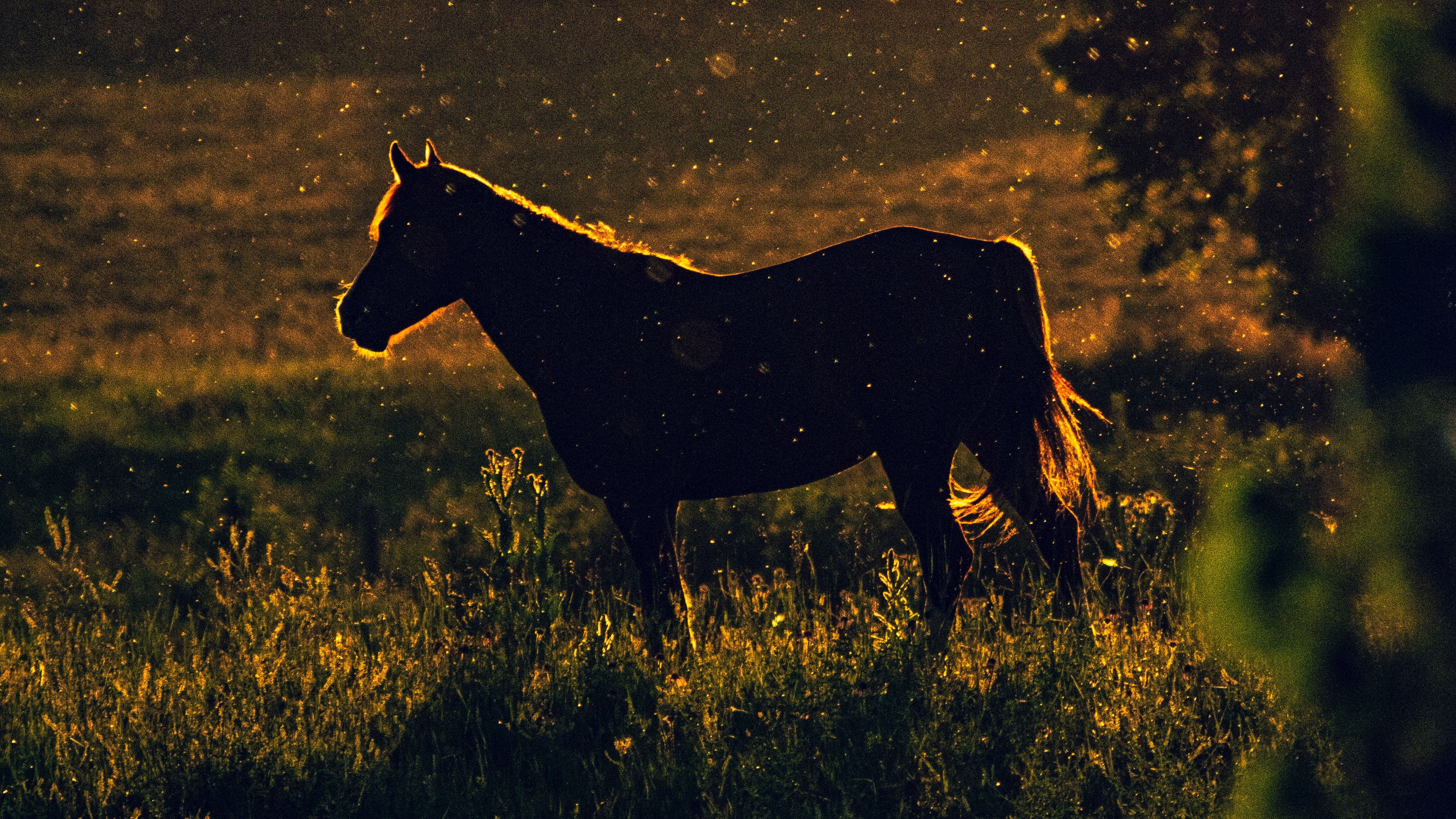 horse, sunset, silhouette, dark, meadow, nature, 4k, HD Wallpaper
