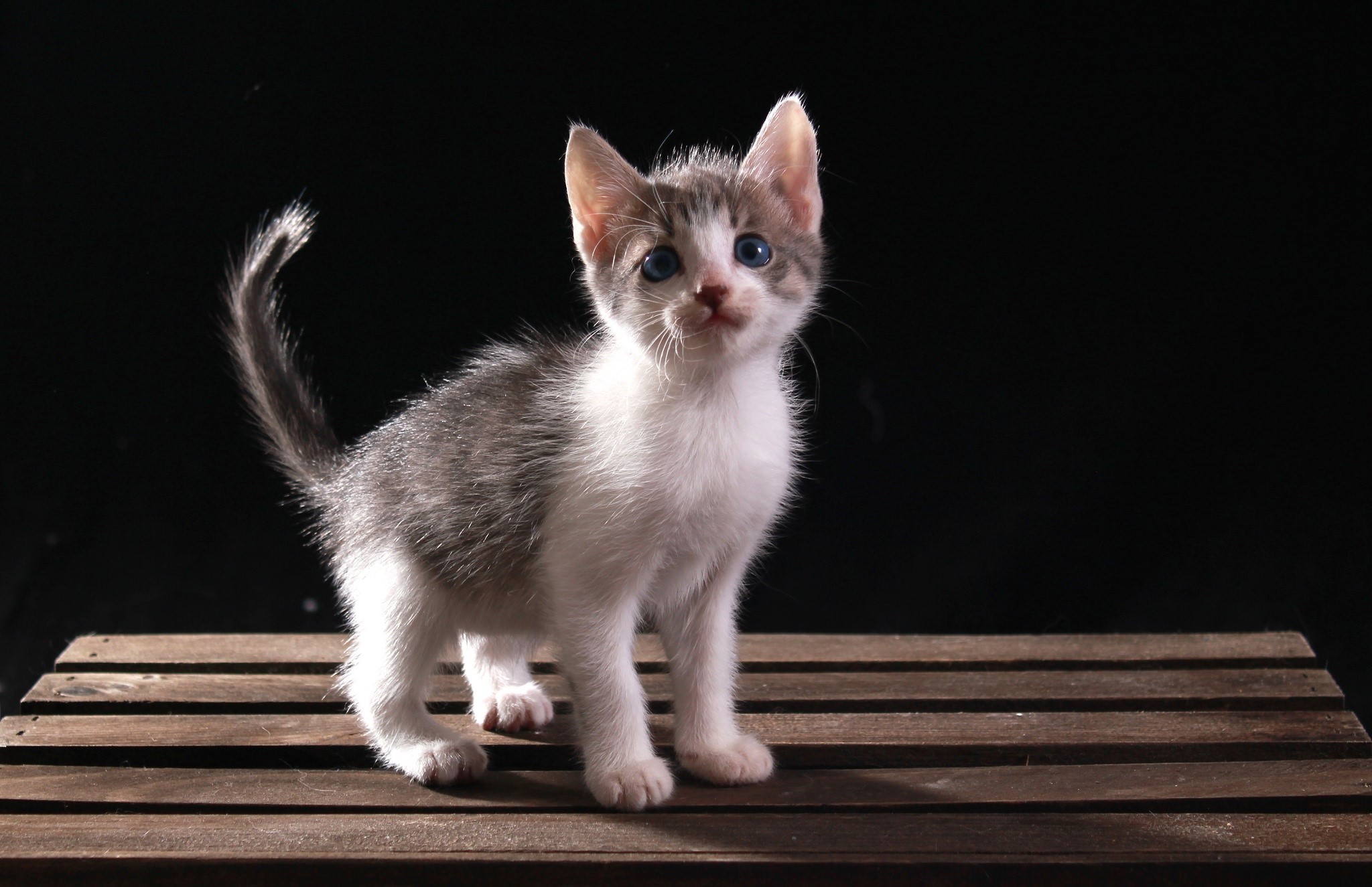 cats, animals, kittens, HD Wallpaper