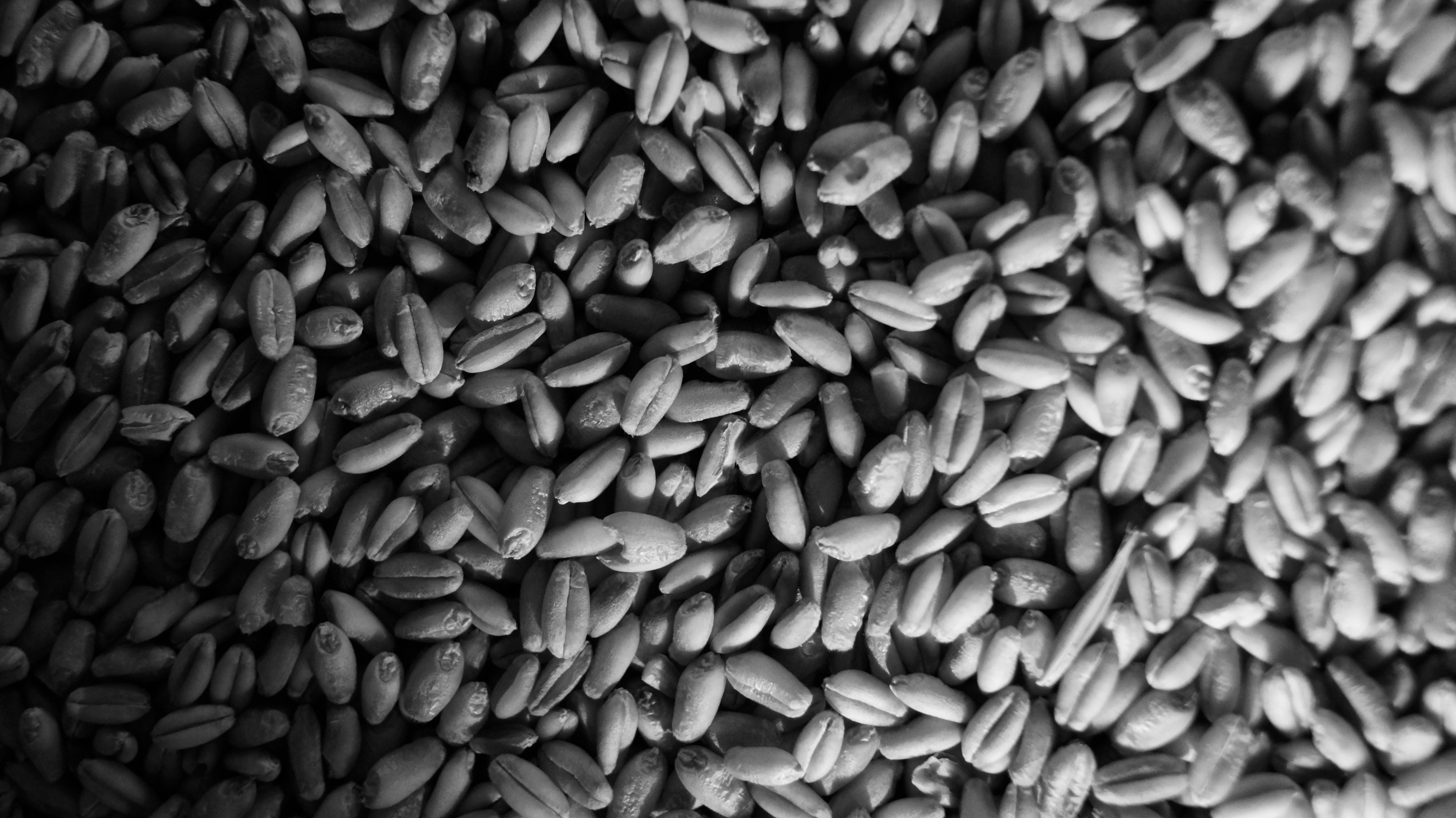 wheat, cereal, grain, monochrome, HD Wallpaper