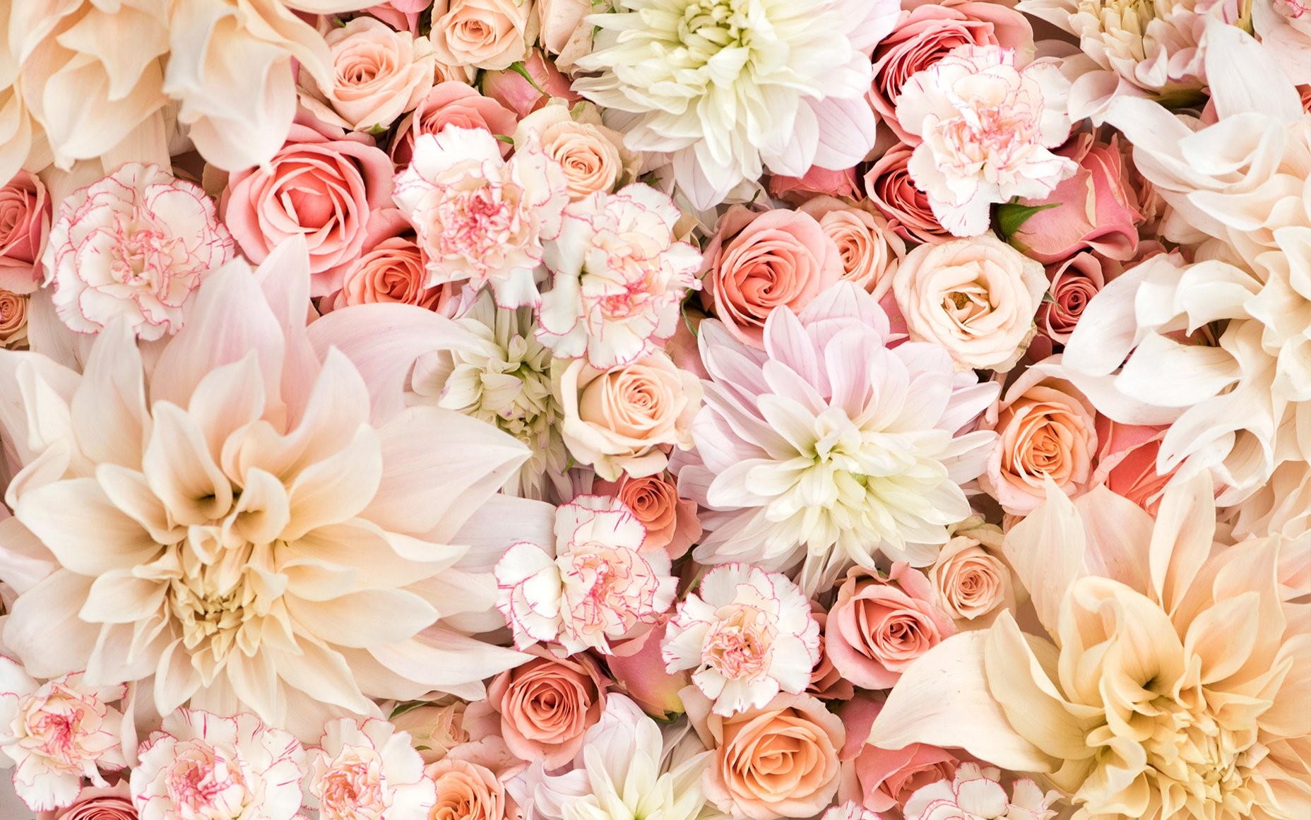 dahlias, roses, HD Wallpaper