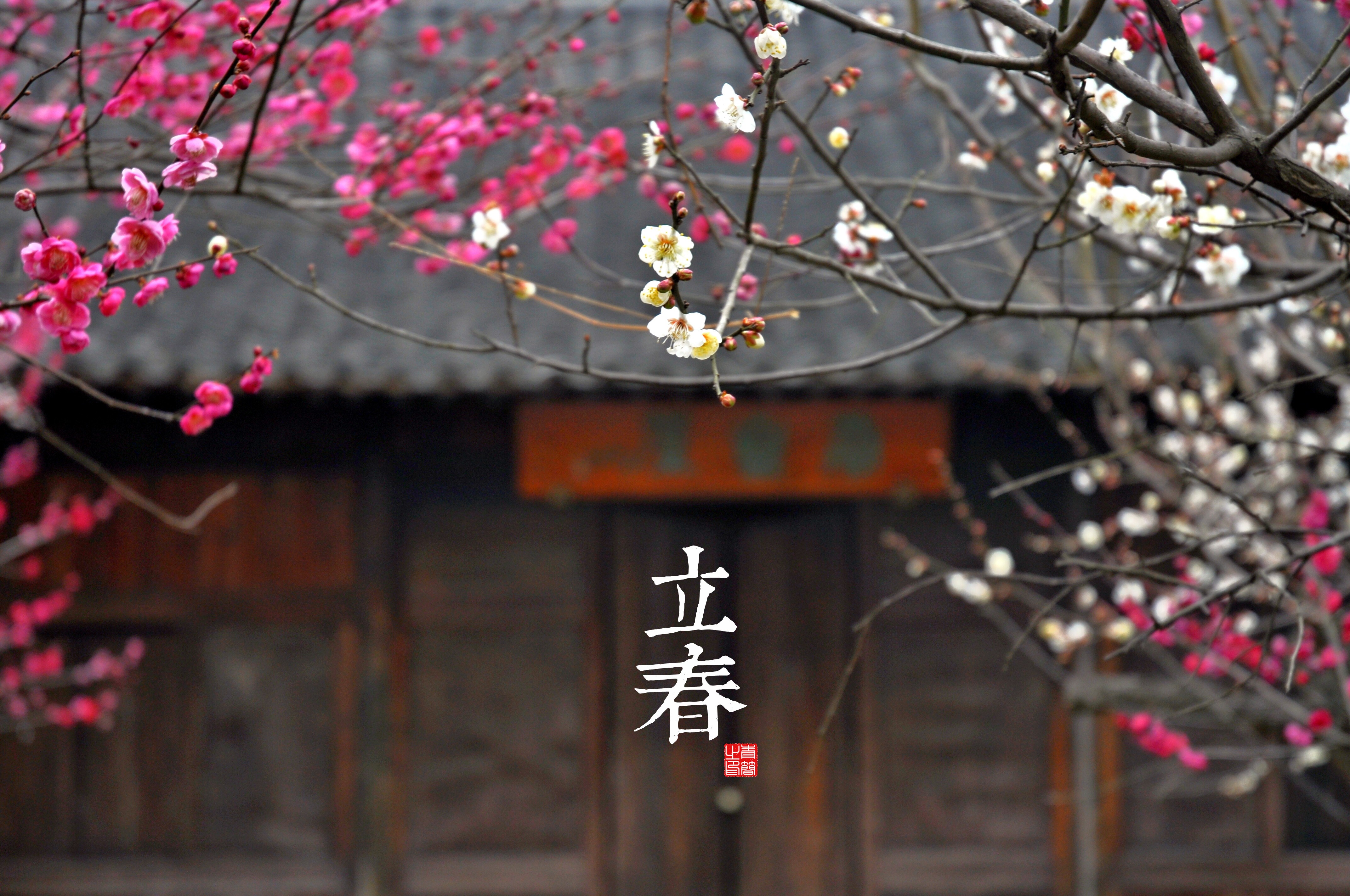 depth of field, blossoms, HD Wallpaper
