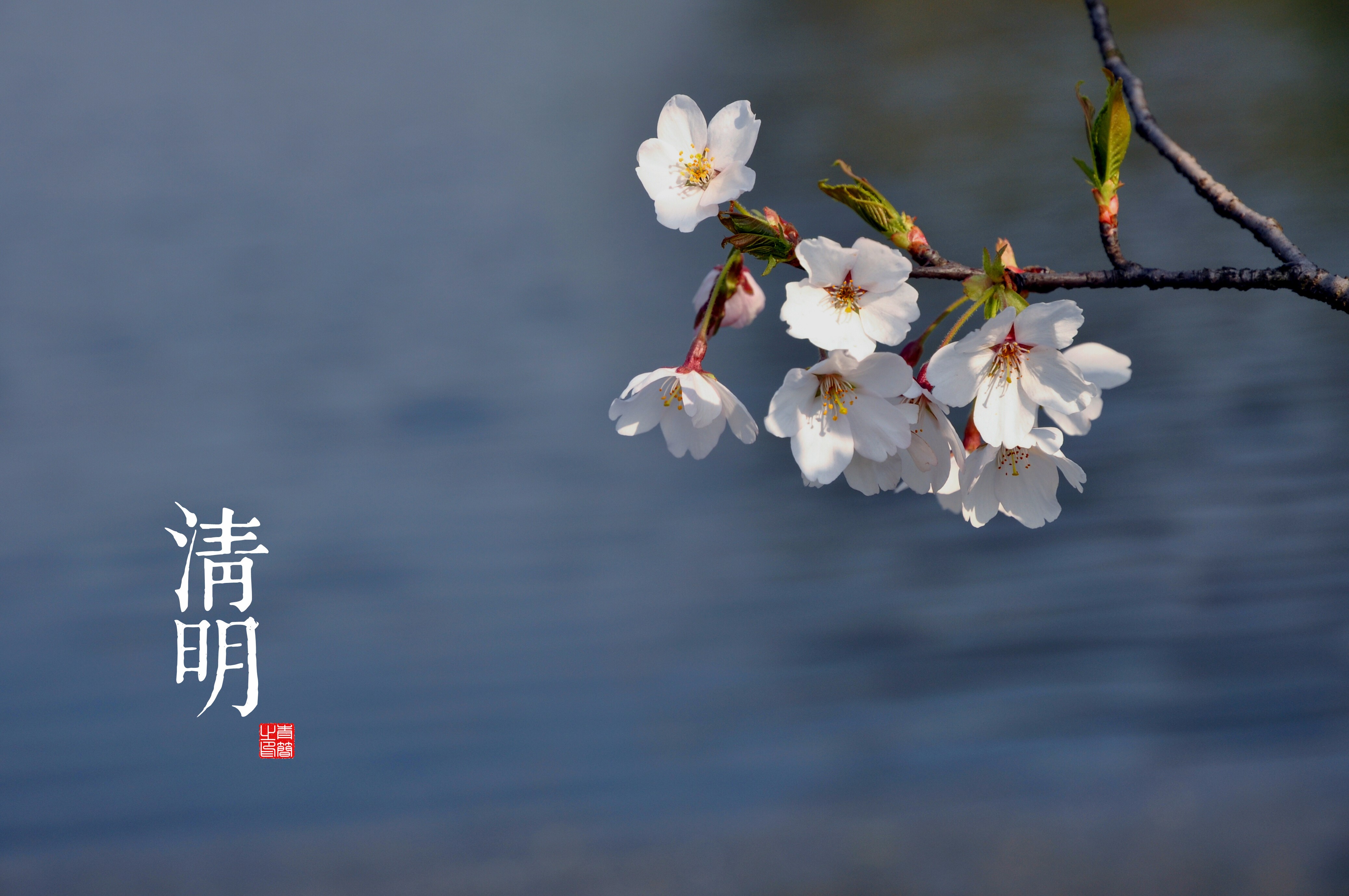 plants, white flowers, outdoors, HD Wallpaper