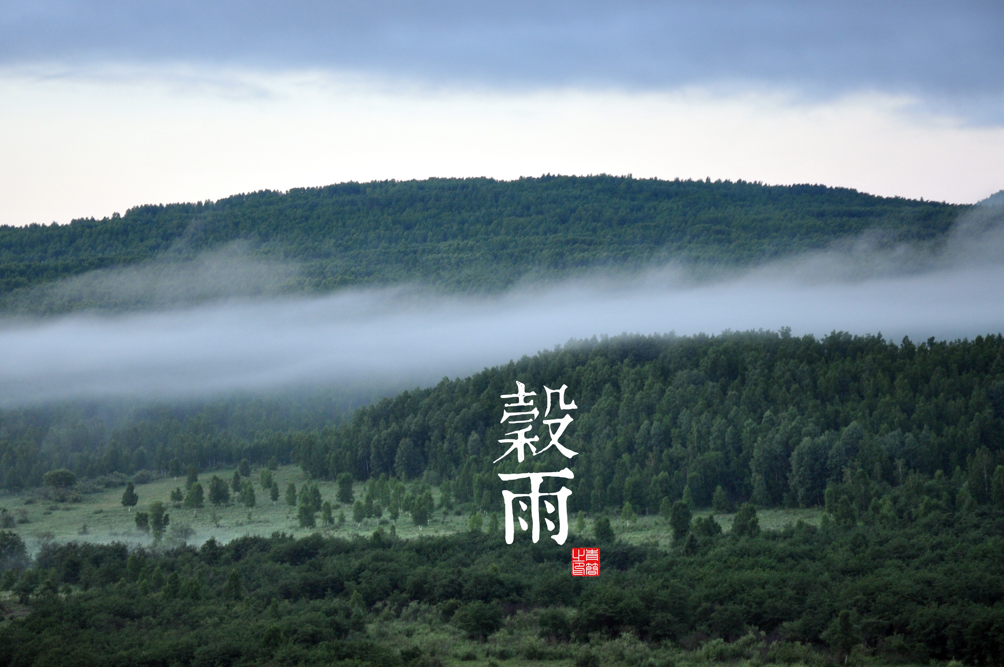 forest, trees, landscape, mist, HD Wallpaper
