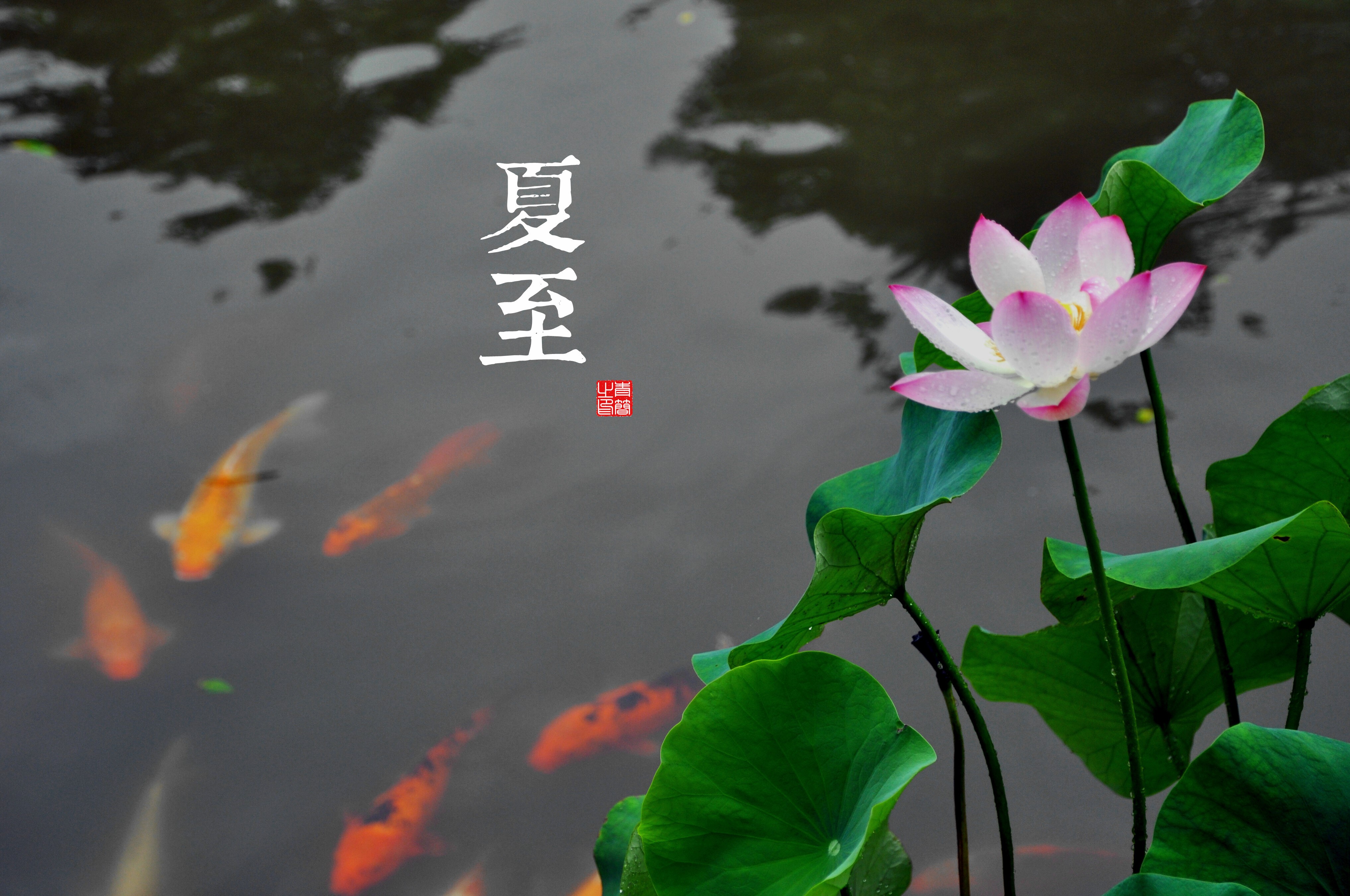 plants, leaves, fish, HD Wallpaper