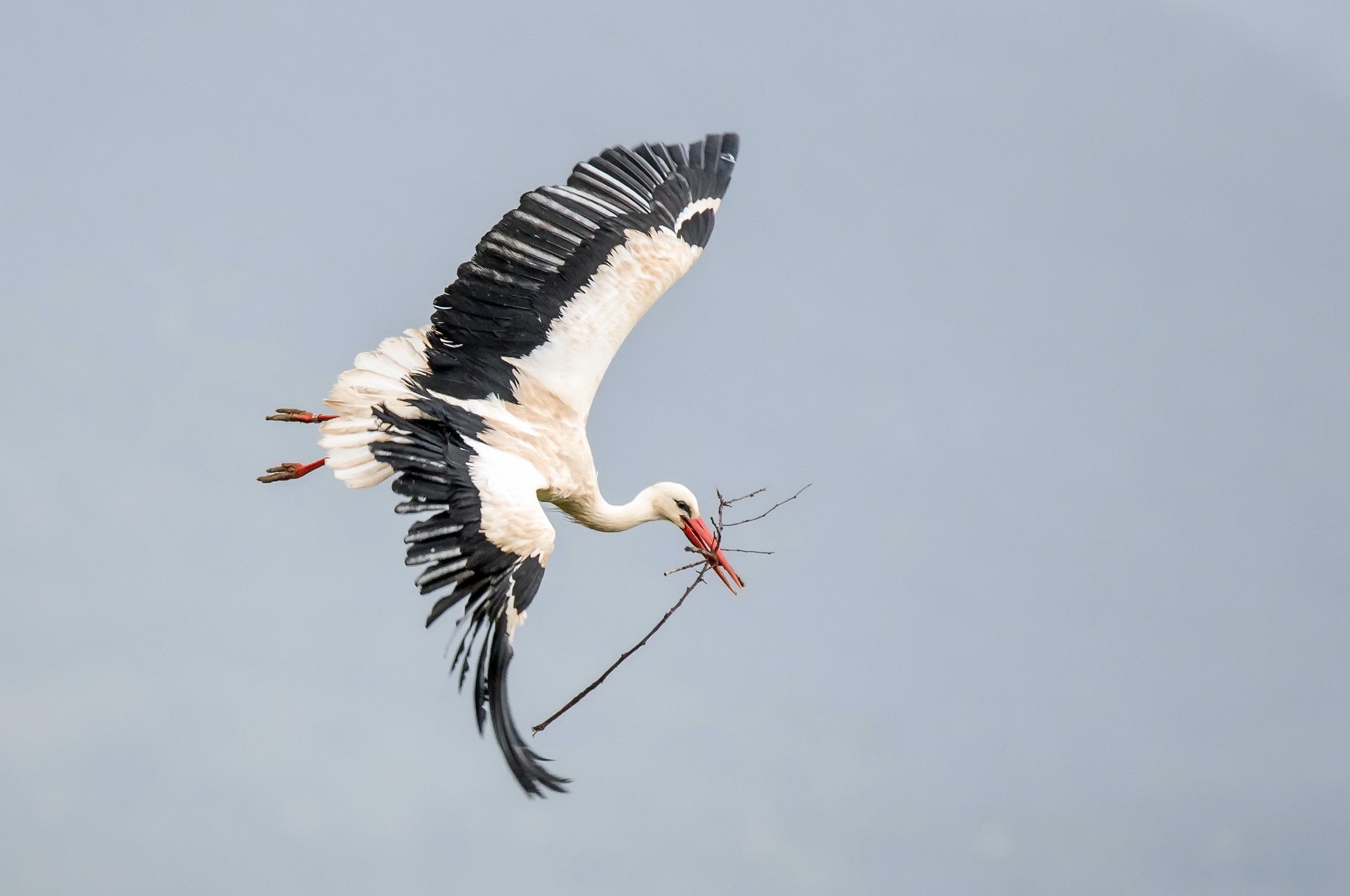 stork, animals, birds, HD Wallpaper