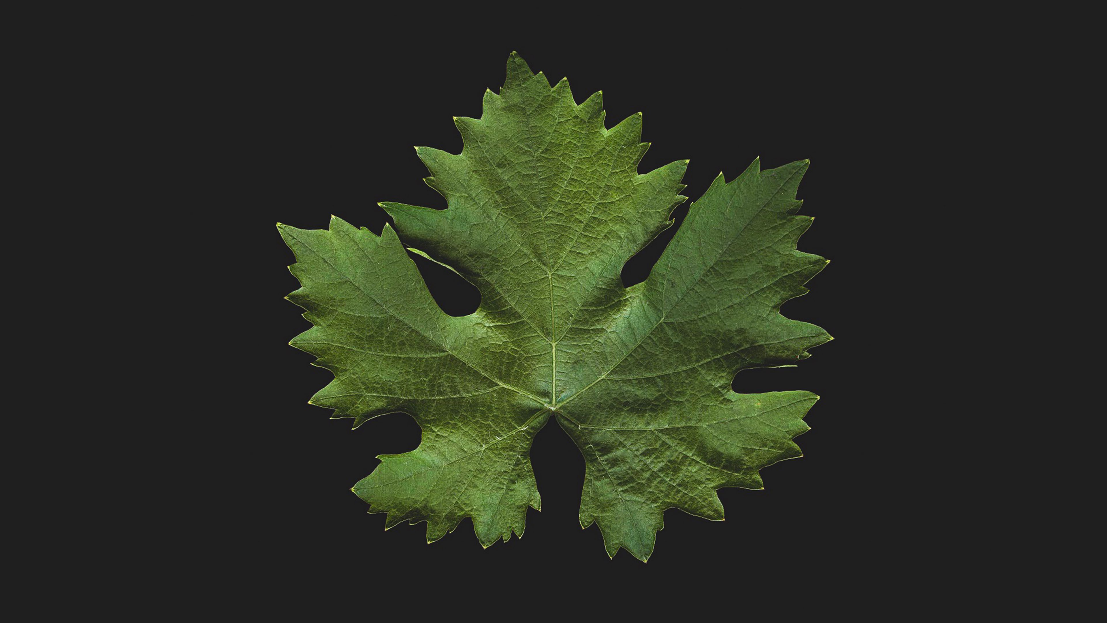 leaf, green, minimalism, closeup, 4k, HD Wallpaper