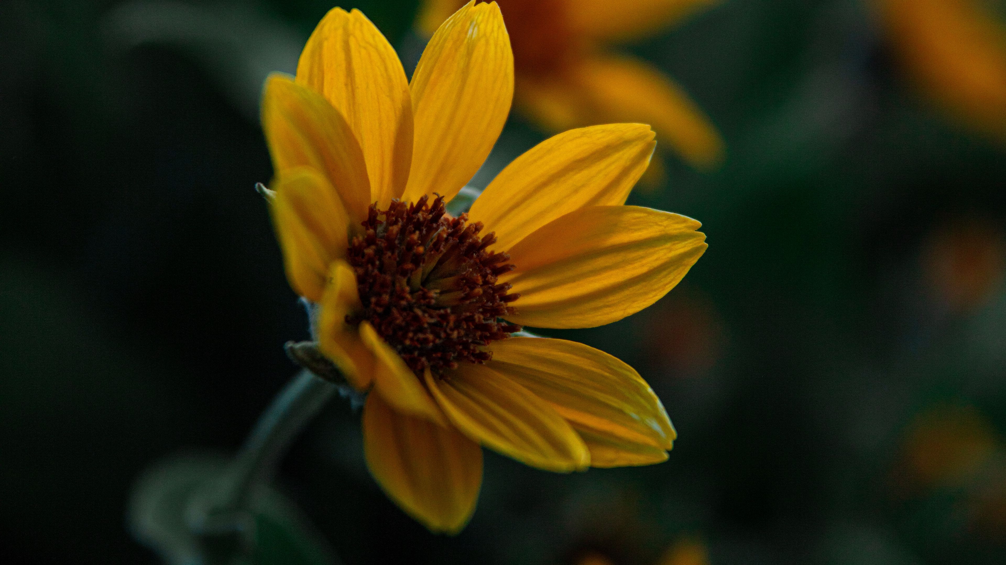 flower, yellow, bloom, plant, closeup, 4k, HD Wallpaper