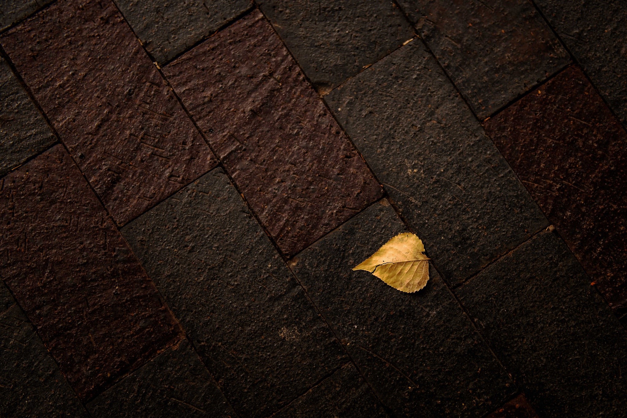 dark, leaves, texture, yellow, HD Wallpaper