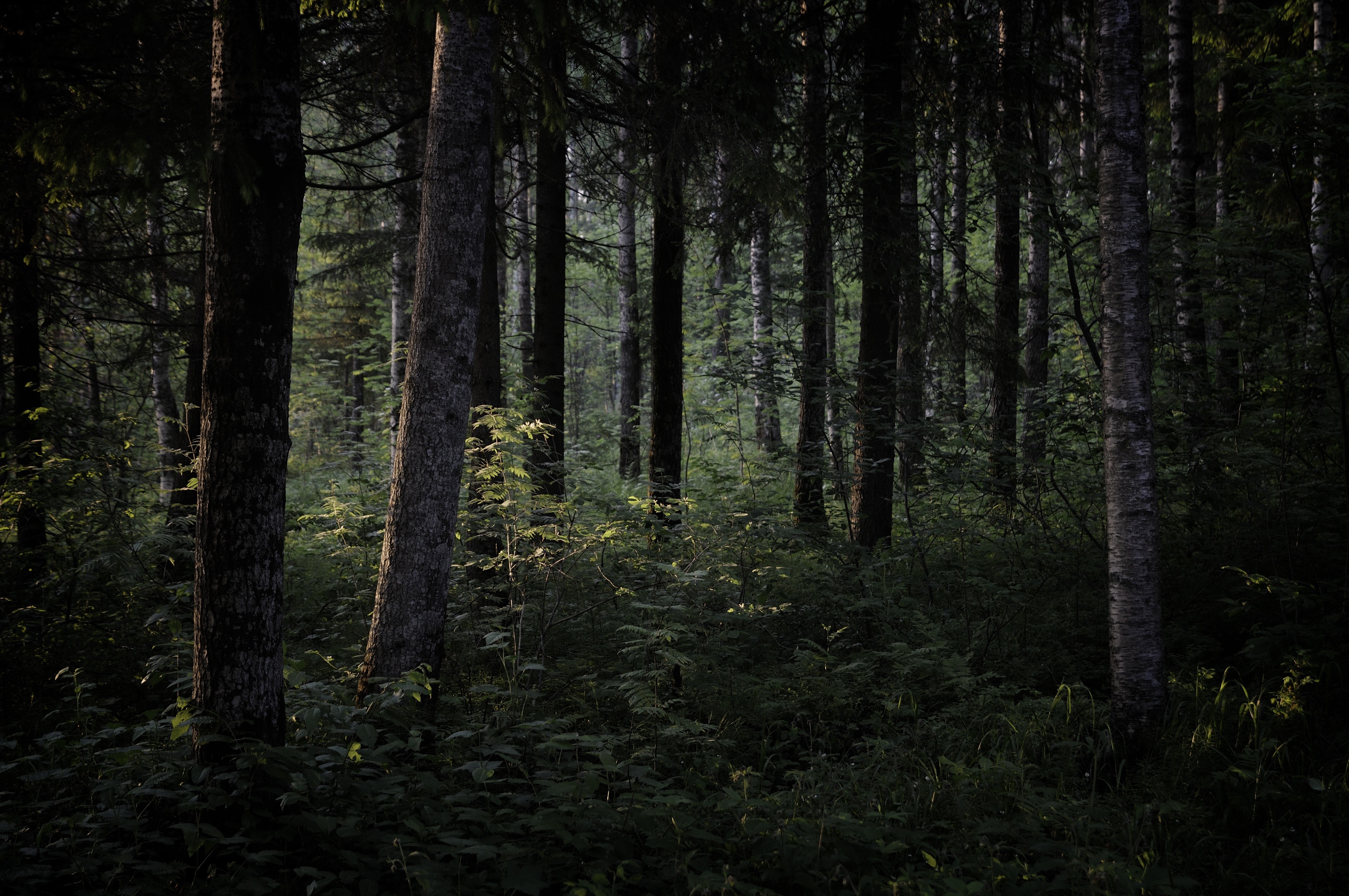 dark, nature, trees, forest, HD Wallpaper