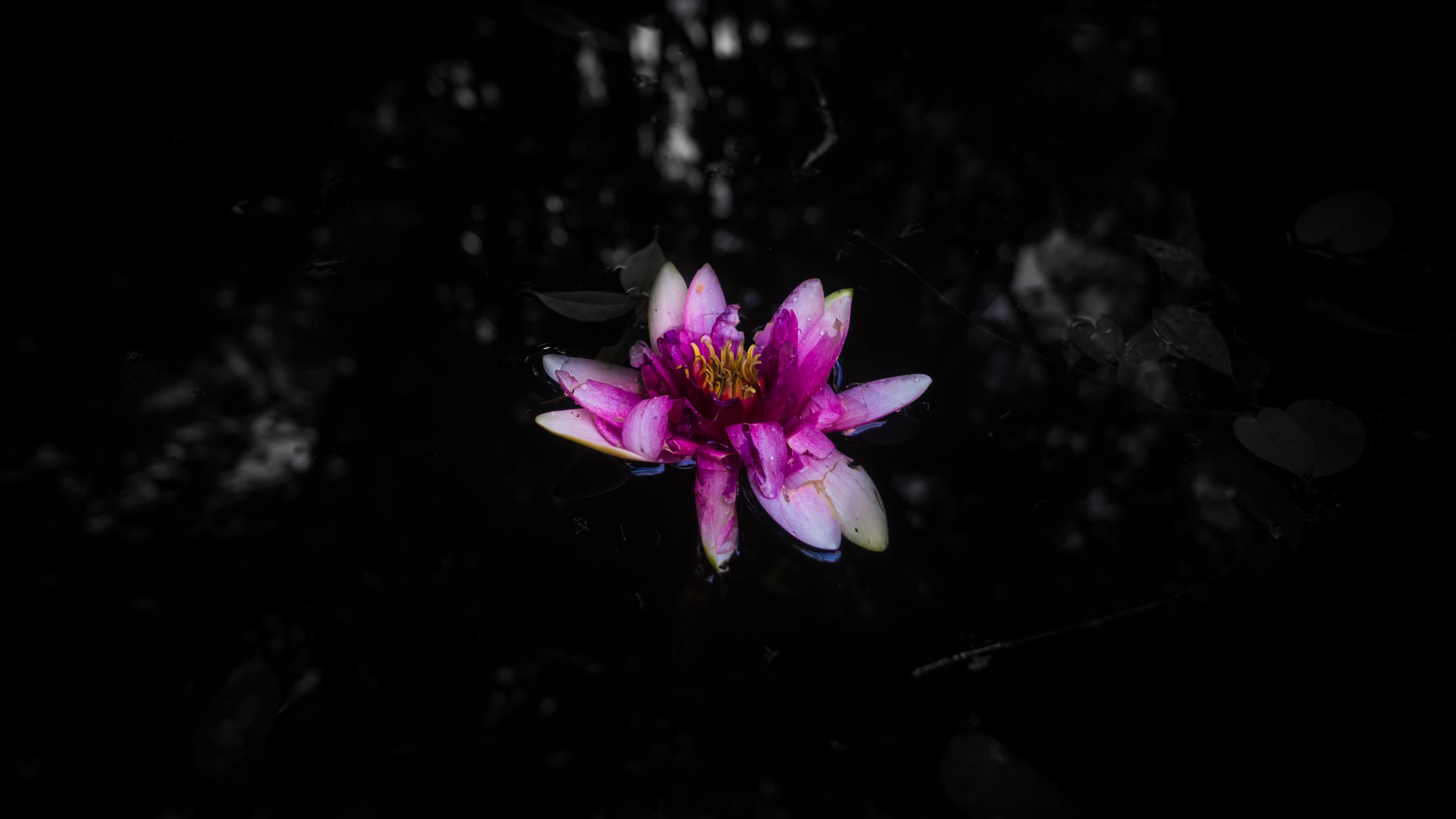 lilly, pond, black, water, HD Wallpaper