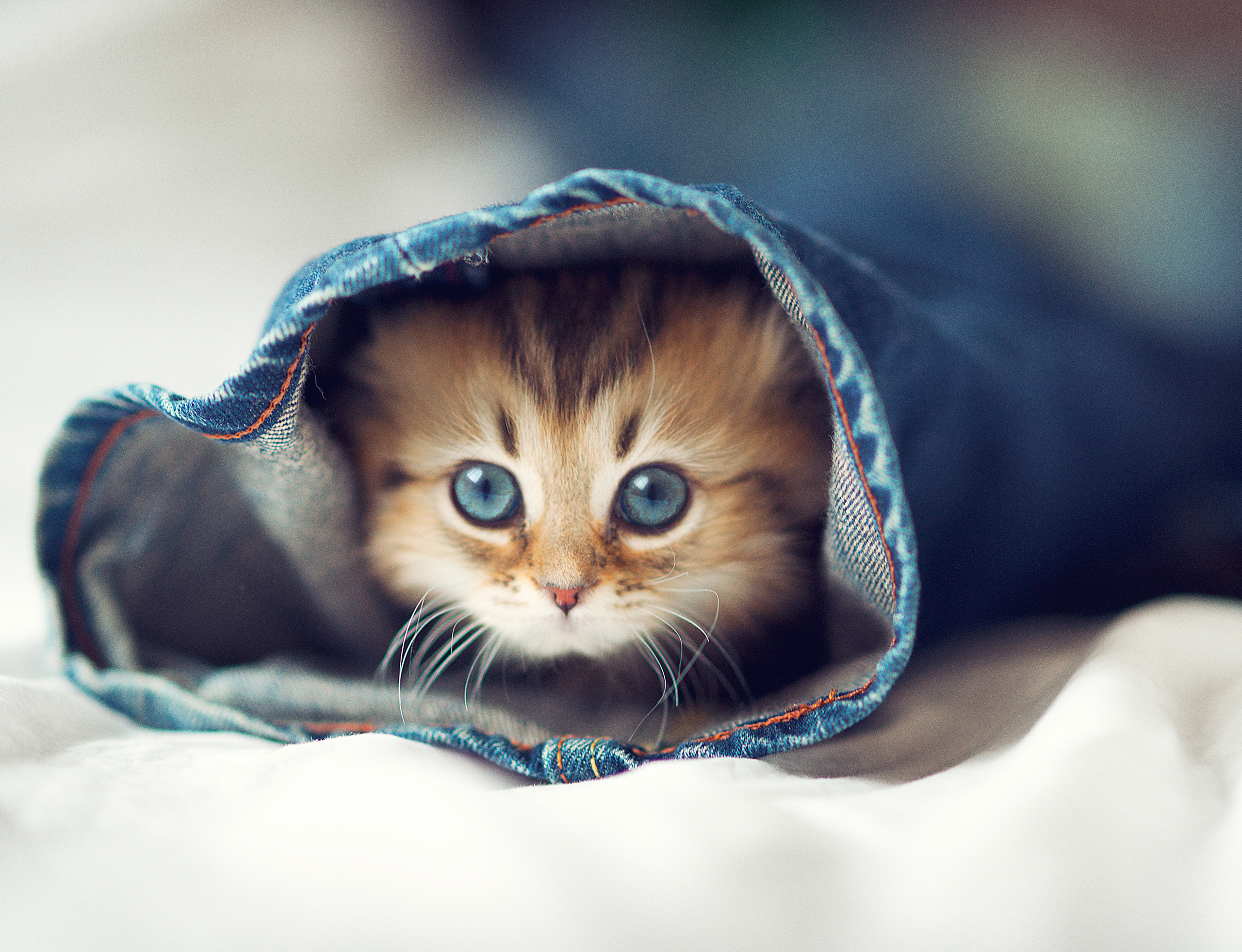 cats, blue eyes, animals, kittens, HD Wallpaper